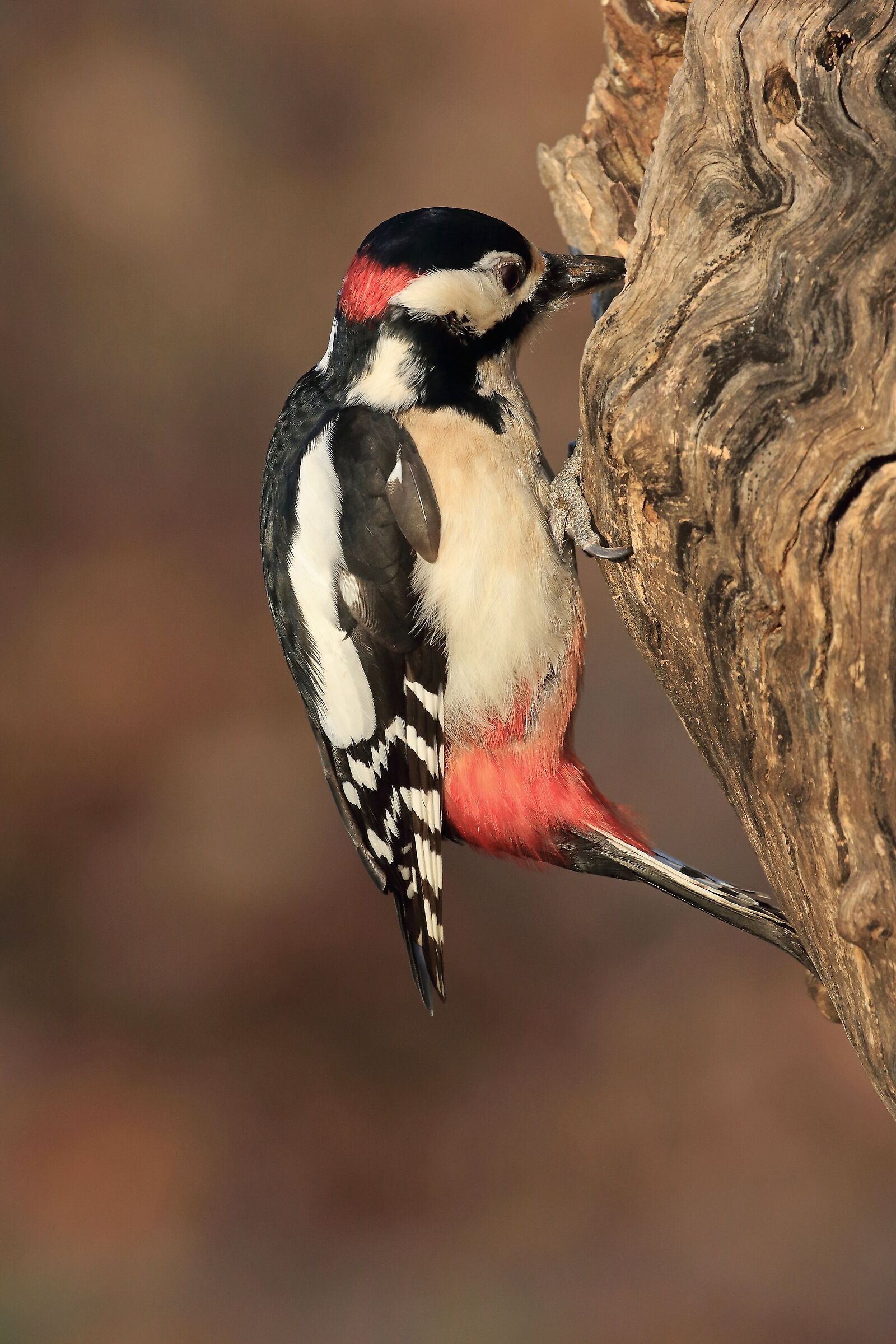 Picchio Rosso Maggiore