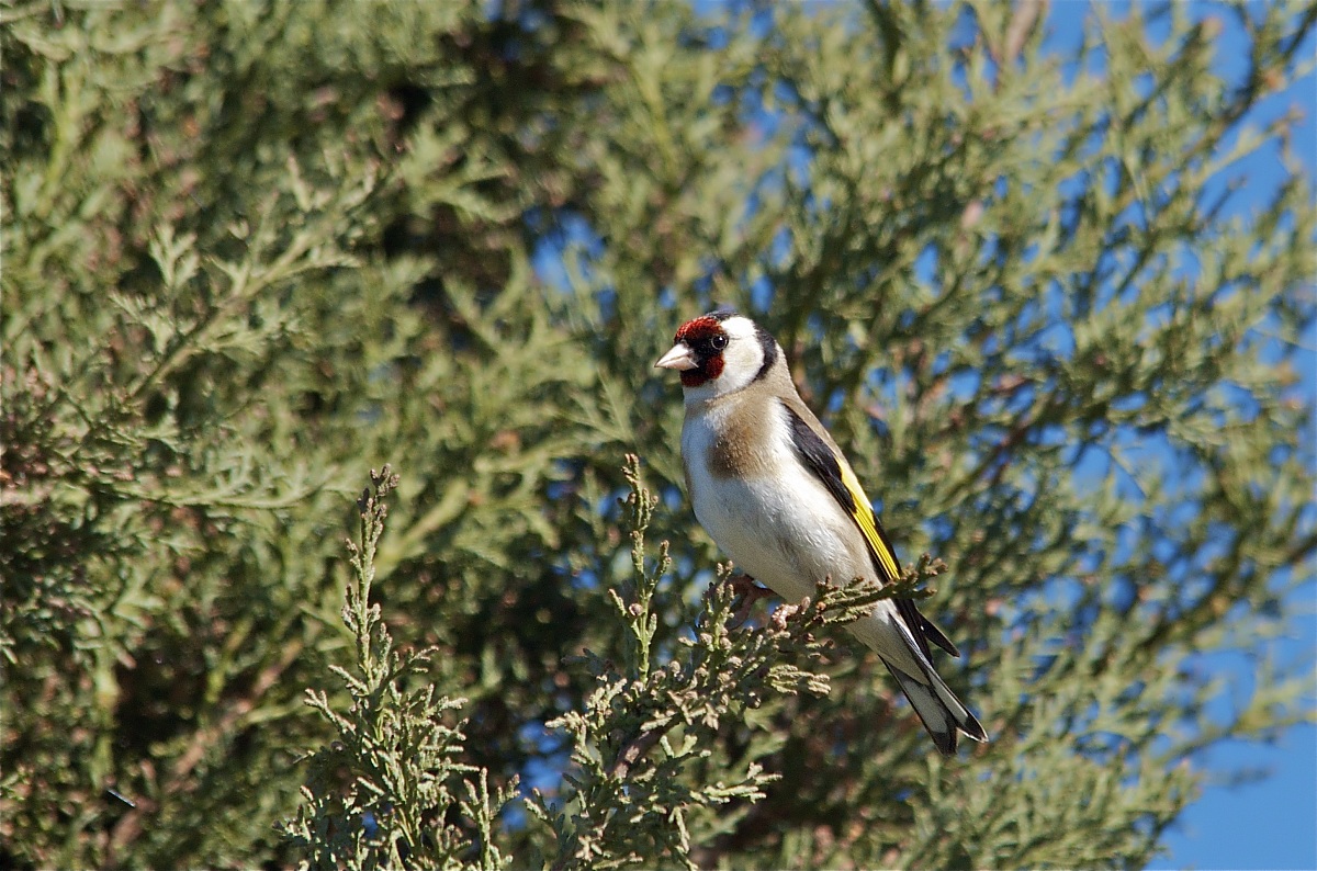 Goldfinch 2