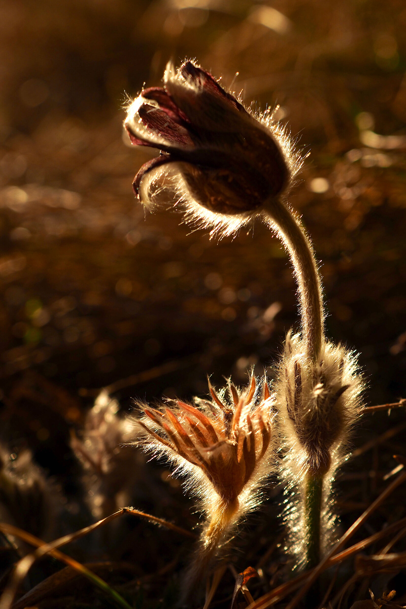 Pulsatilla controluce al tramonto