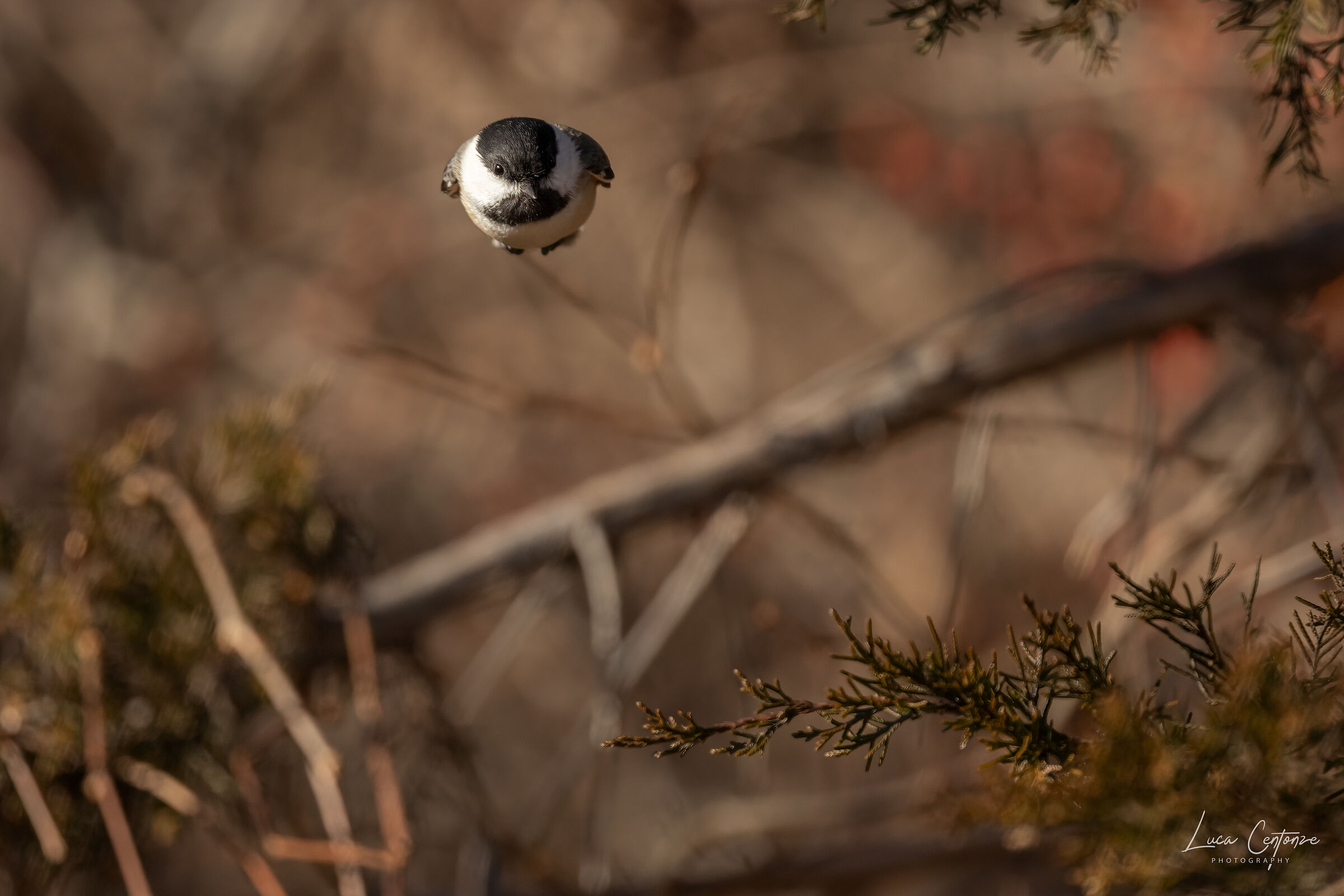 Black Capped Chickadee (Poecile atricapillus)