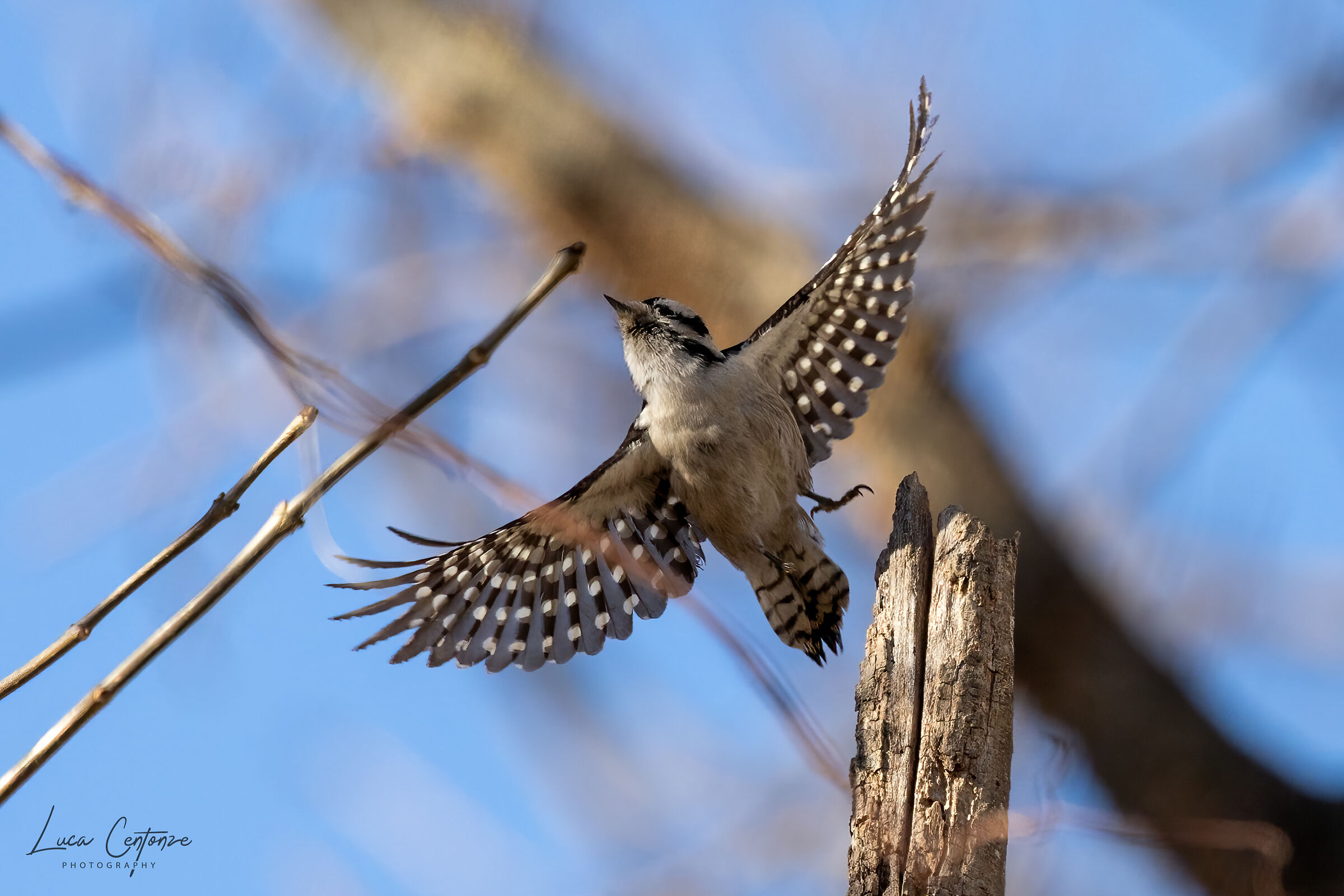 Downy Woodpecker (Picoides pubescens)