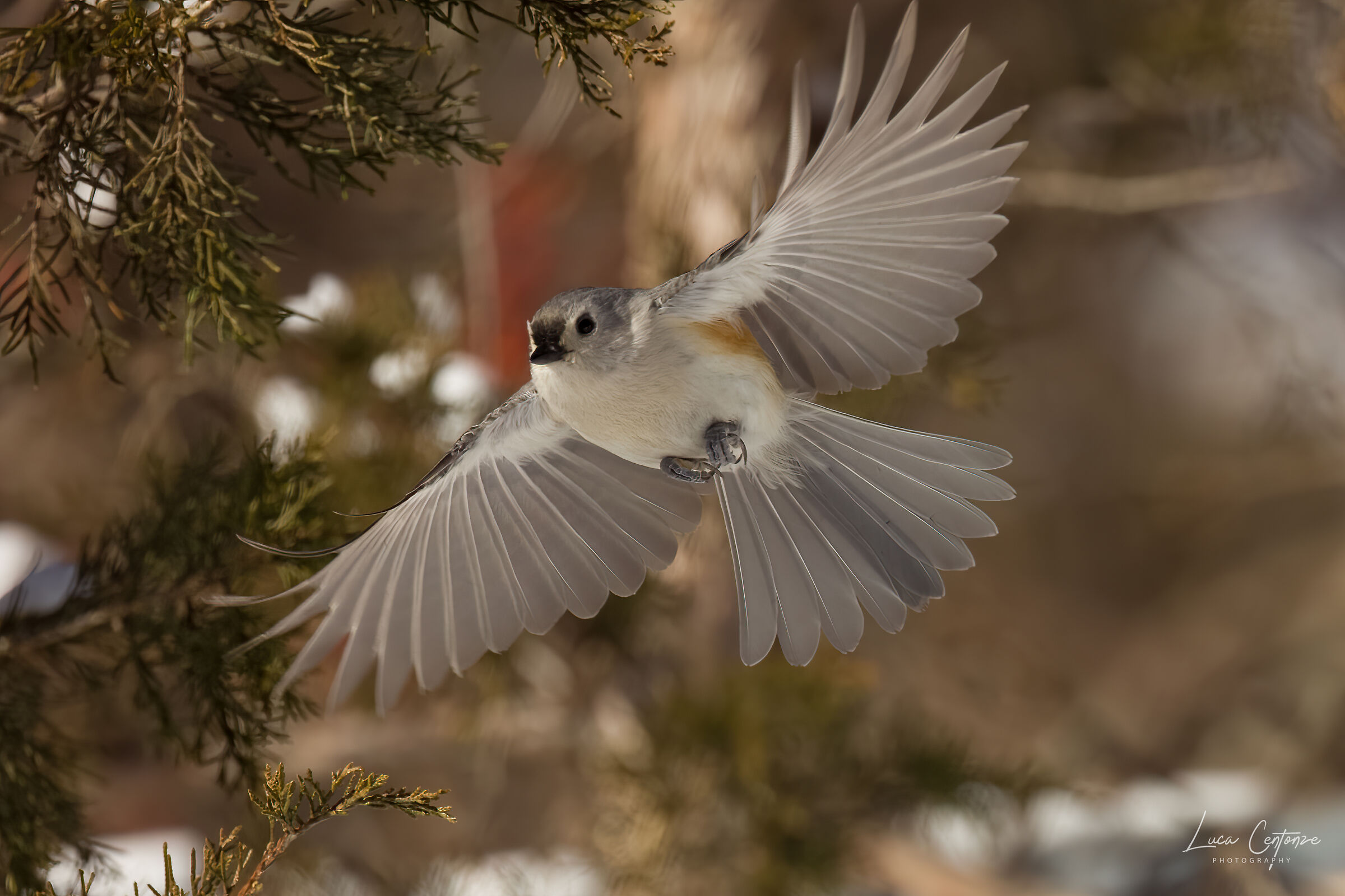 Tufted Titmouse (Baeolophus bicolor) Cincia dal ciuffo