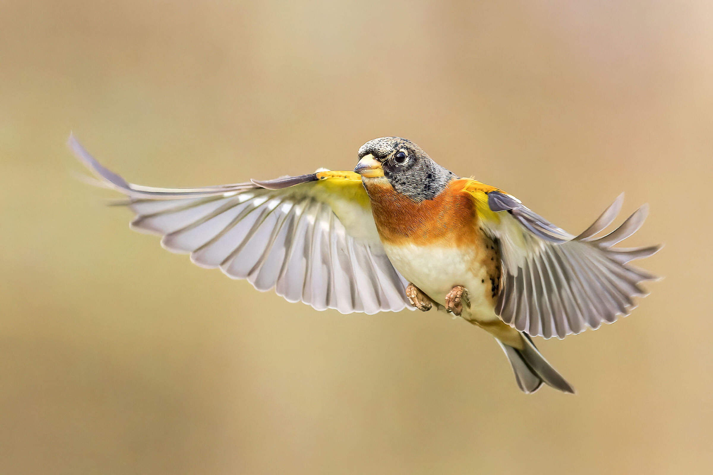 Fringilla montifringilla