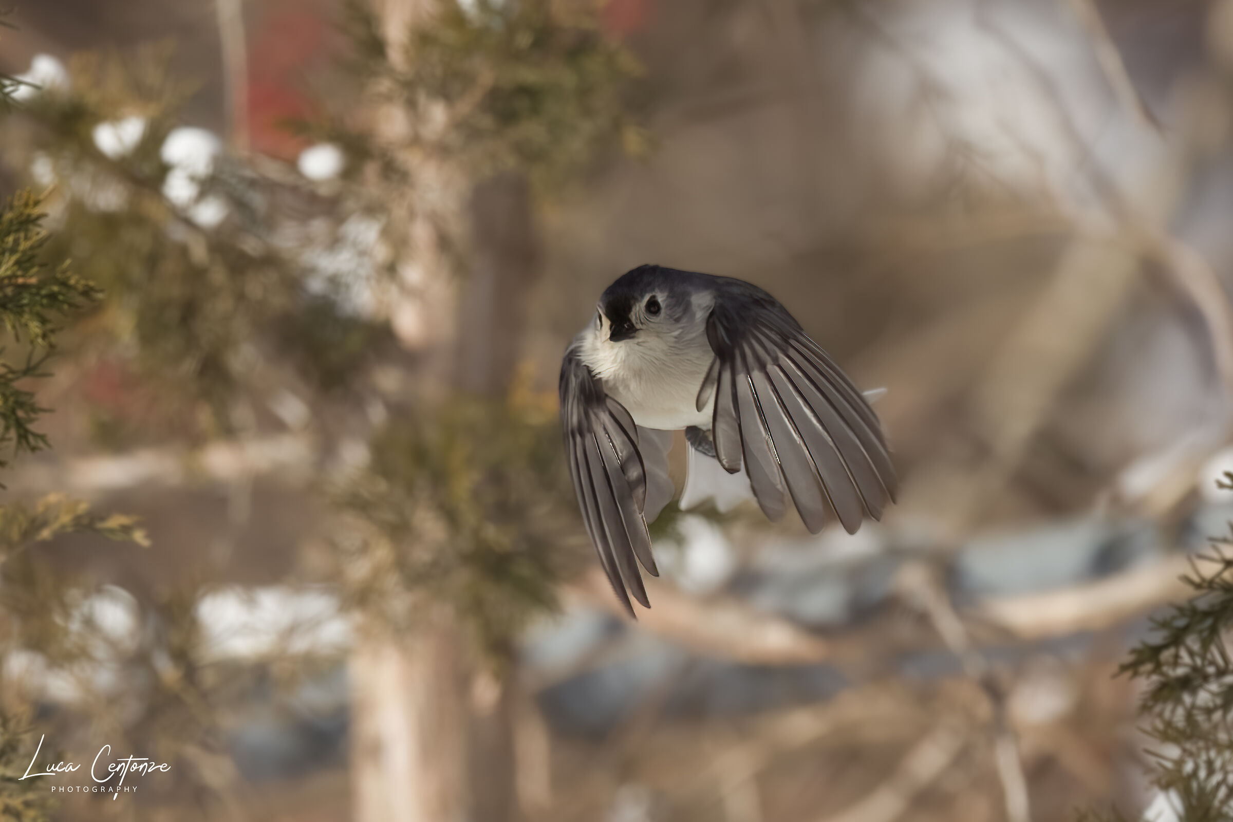 Tufted Titmouse (Baeolophus bicolor) Cincia dal ciuffo