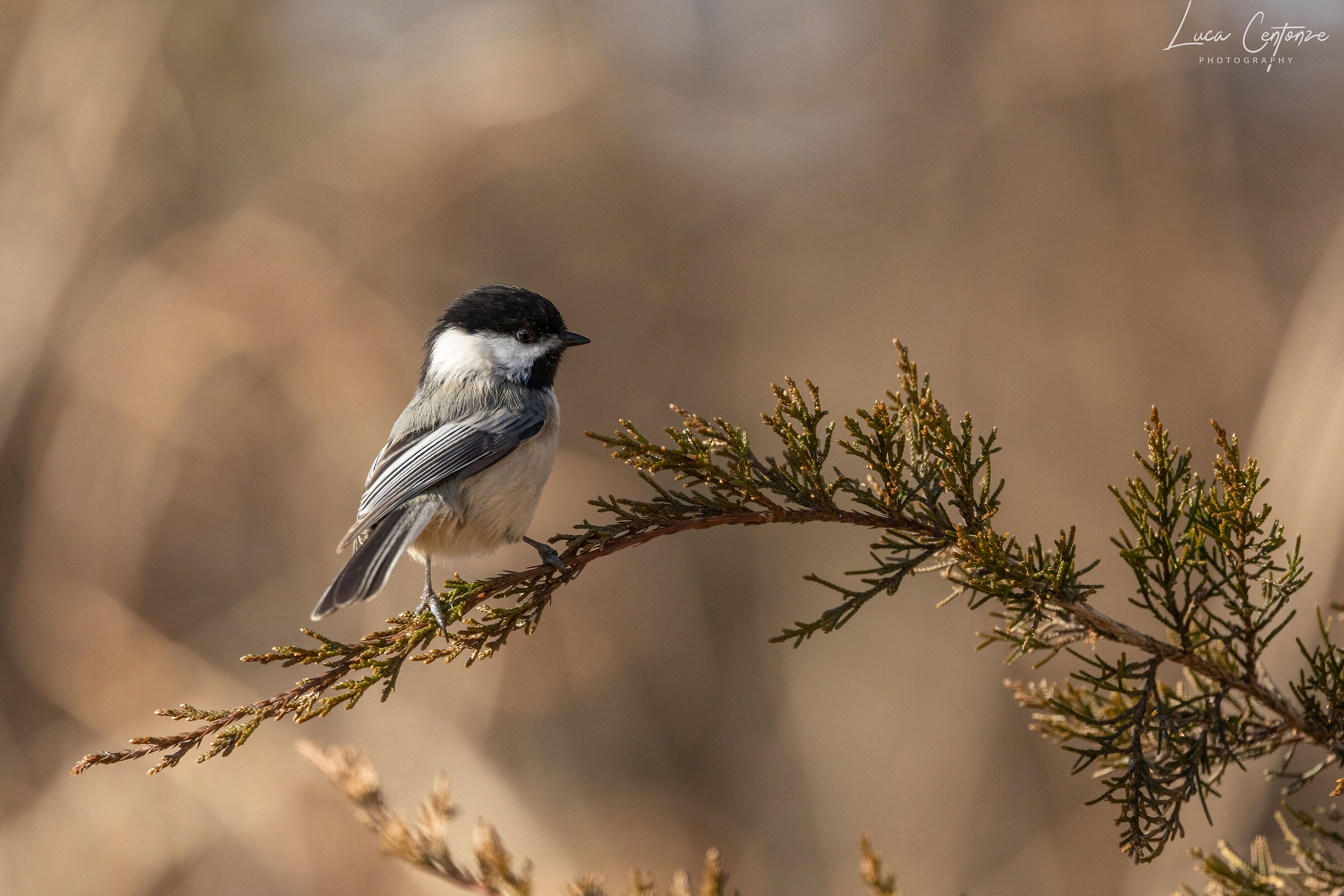 Black Capped Chickadee (Poecile atricapillus)