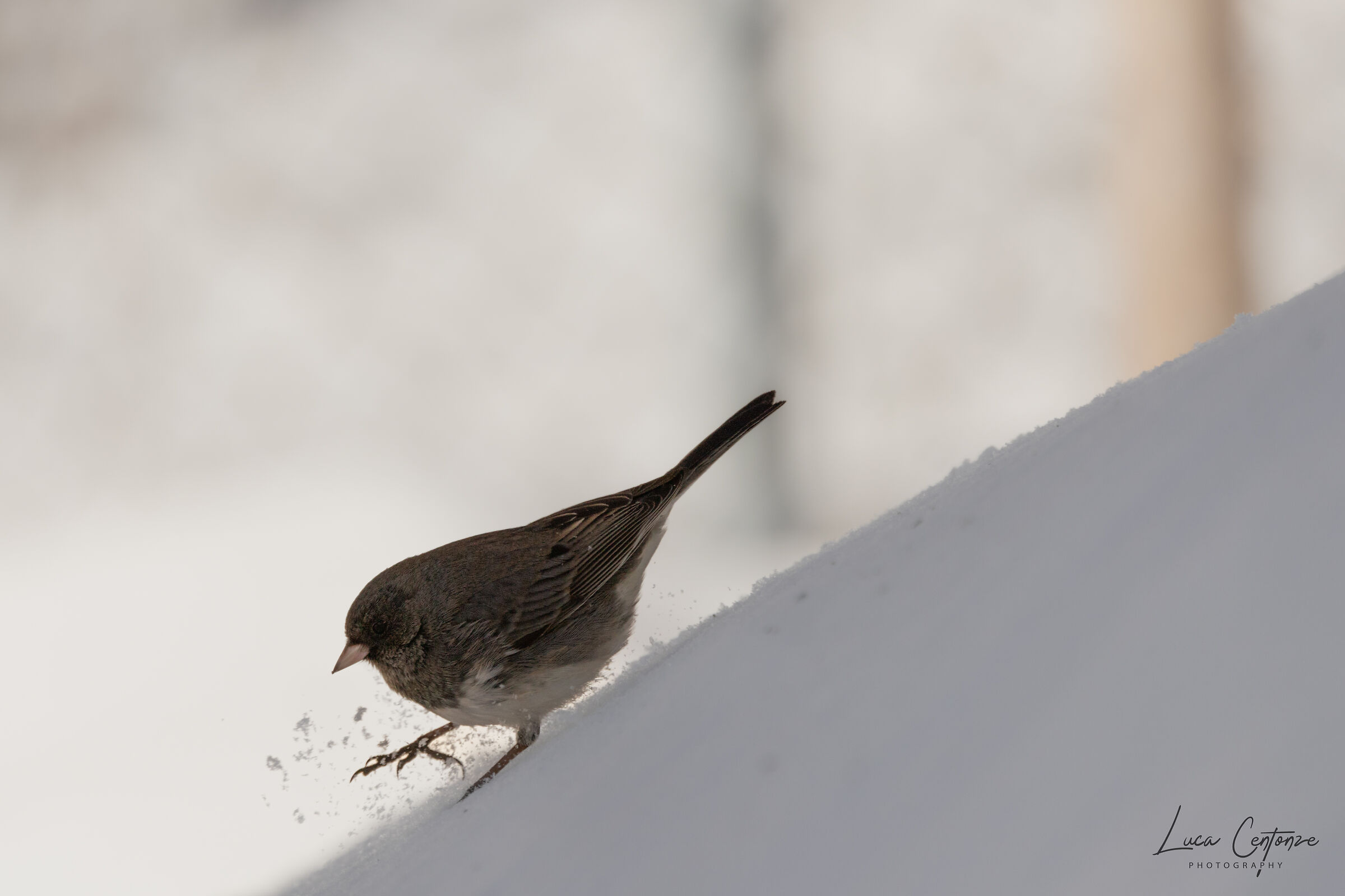 Dark-eyed Junco (Junco hyemalis)