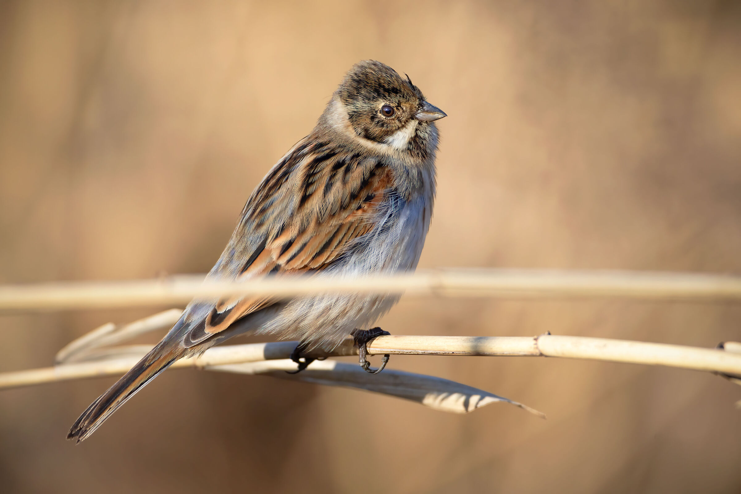 Migliarino di palude