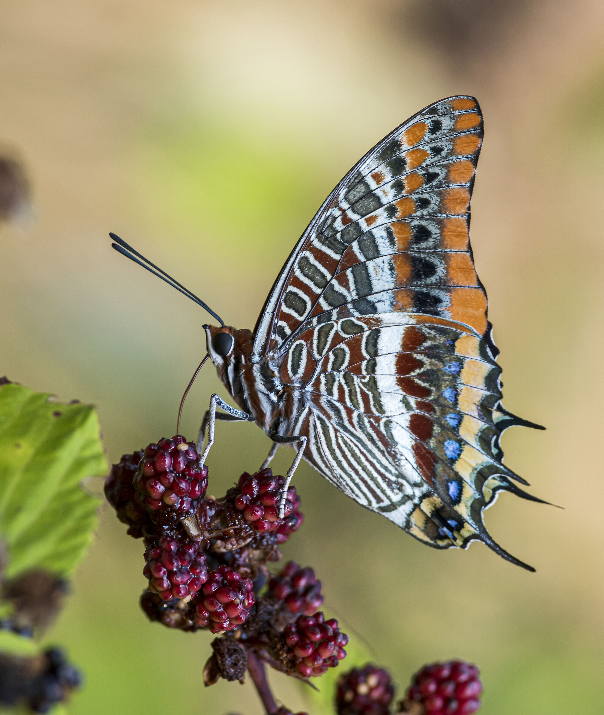 Charaxes jasius Ninfa del Corbezzolo