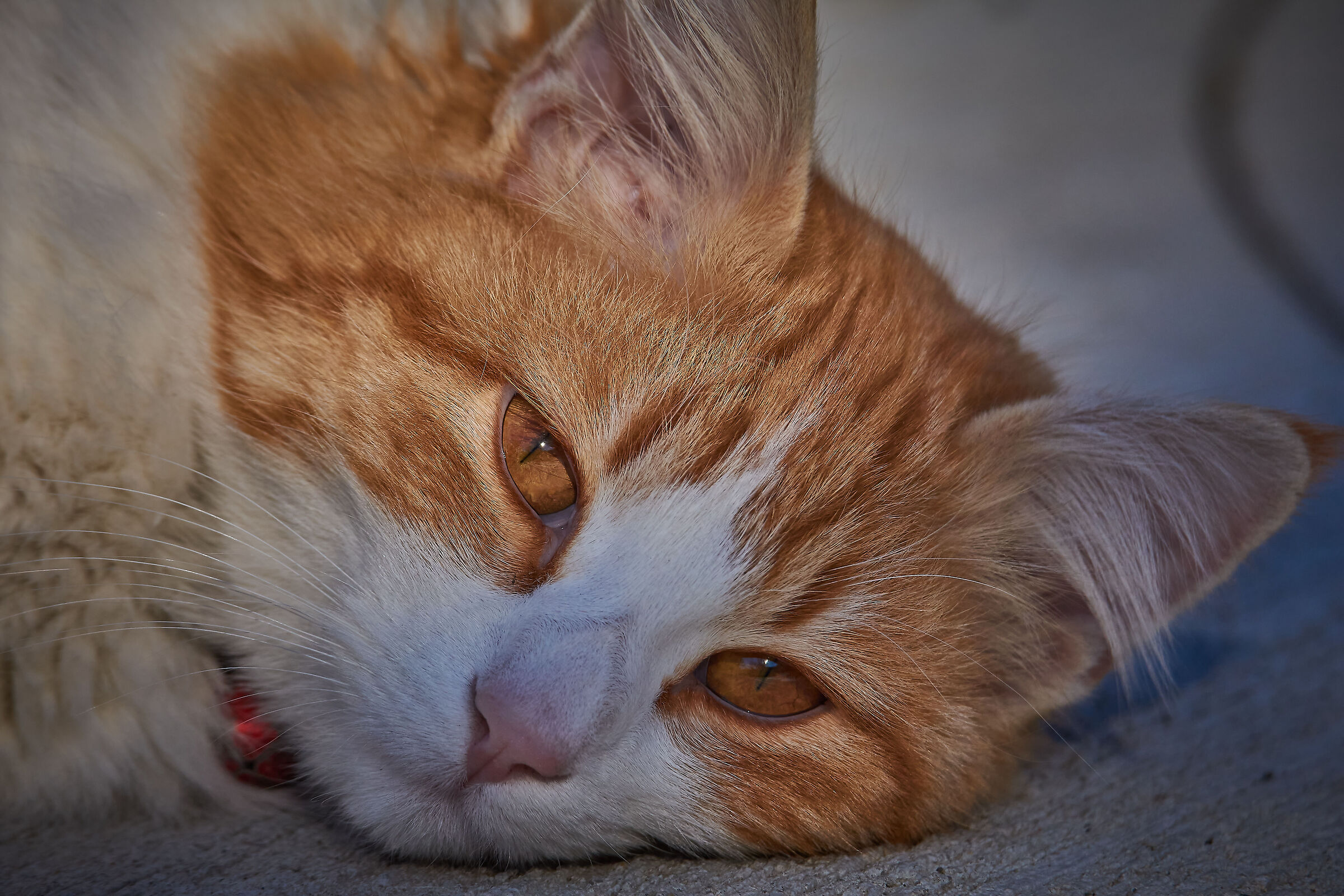 The Dreamer Romeo