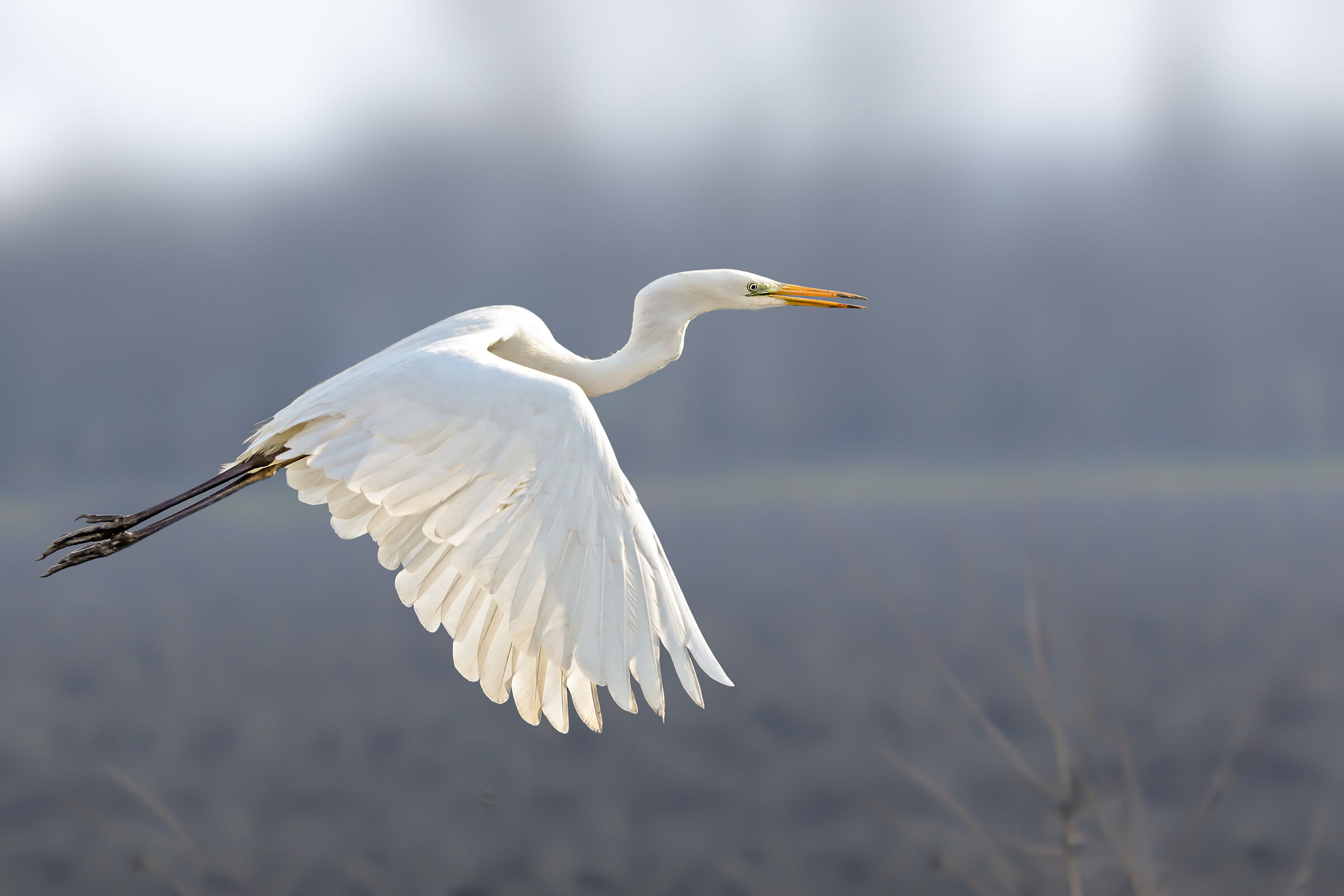 Great White Heron