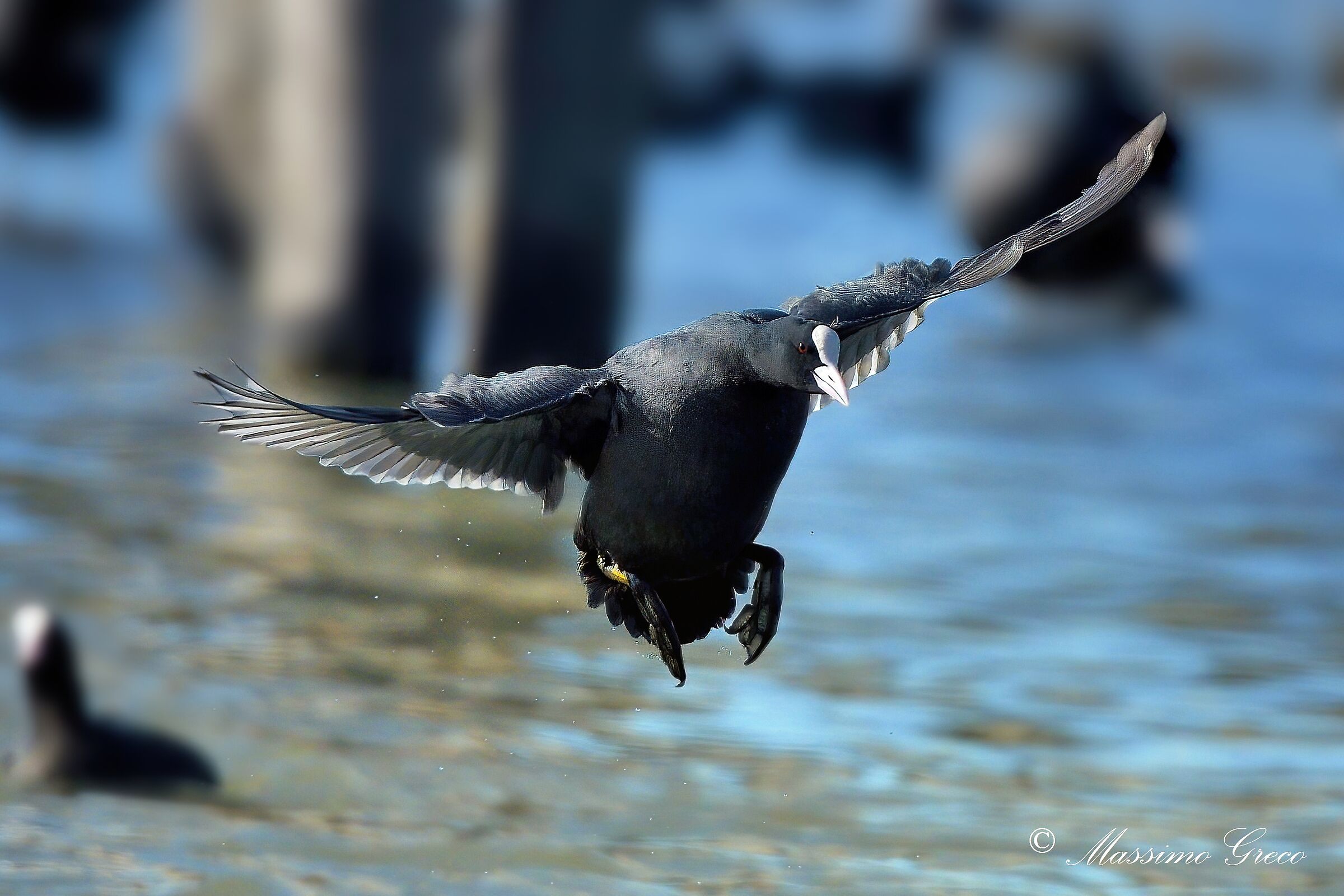 Folaga (Fulica atra)