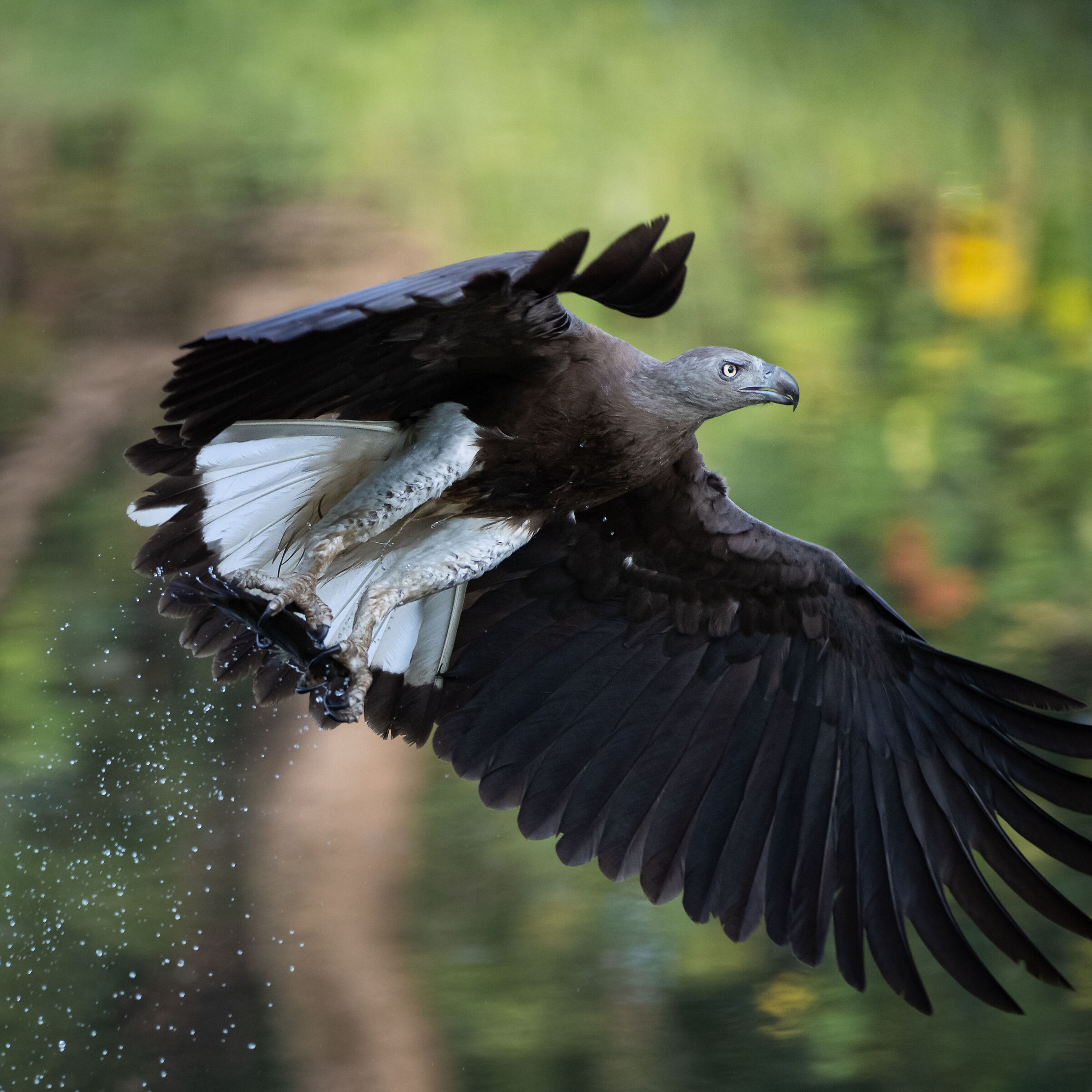 Aquila Pescatrice Testagrigia
