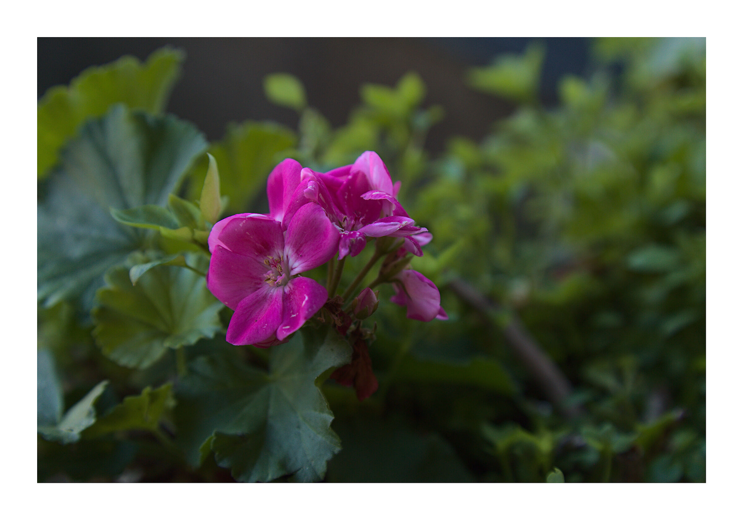 Un geranio....a gennaio!