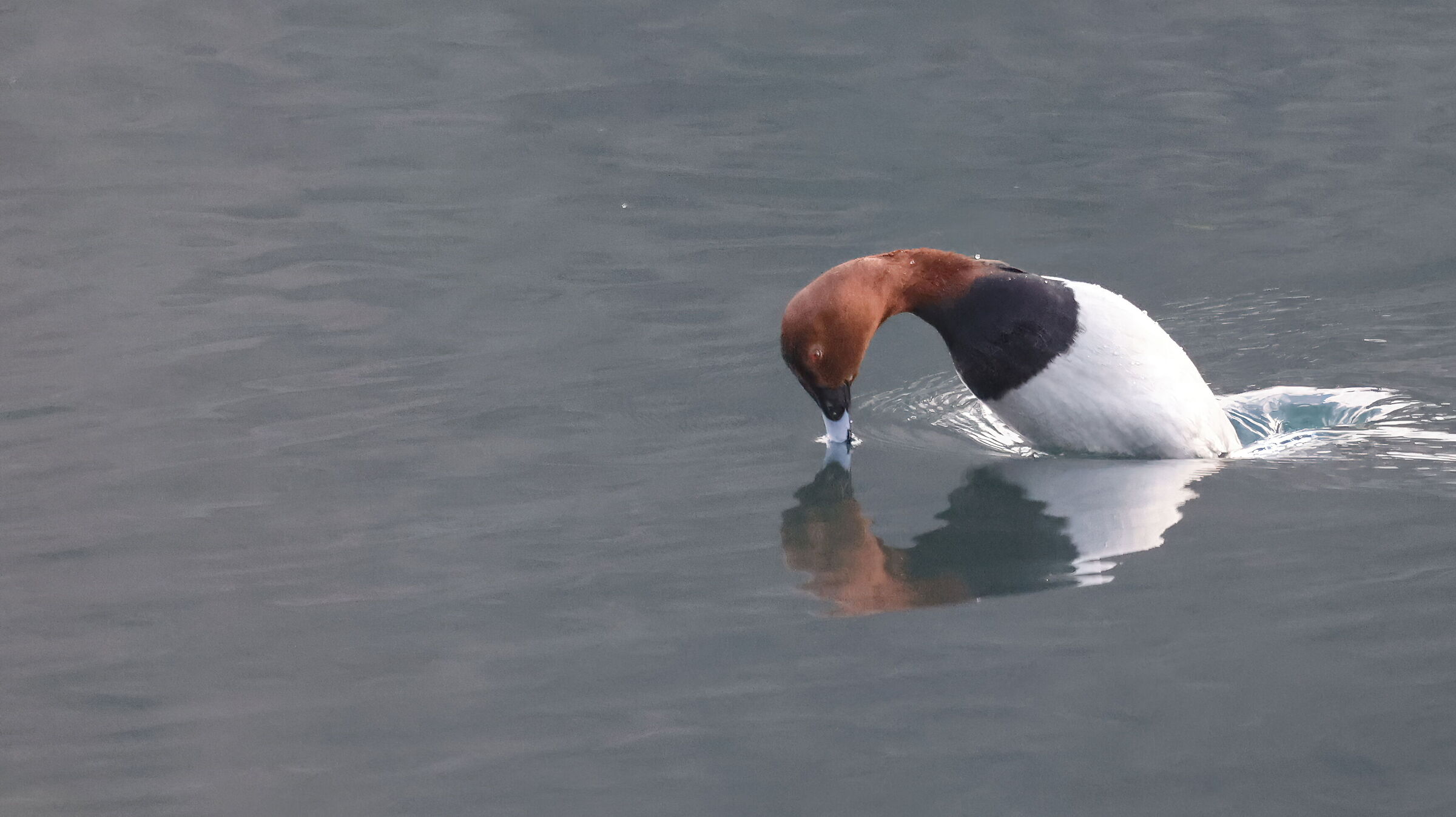 dabchick