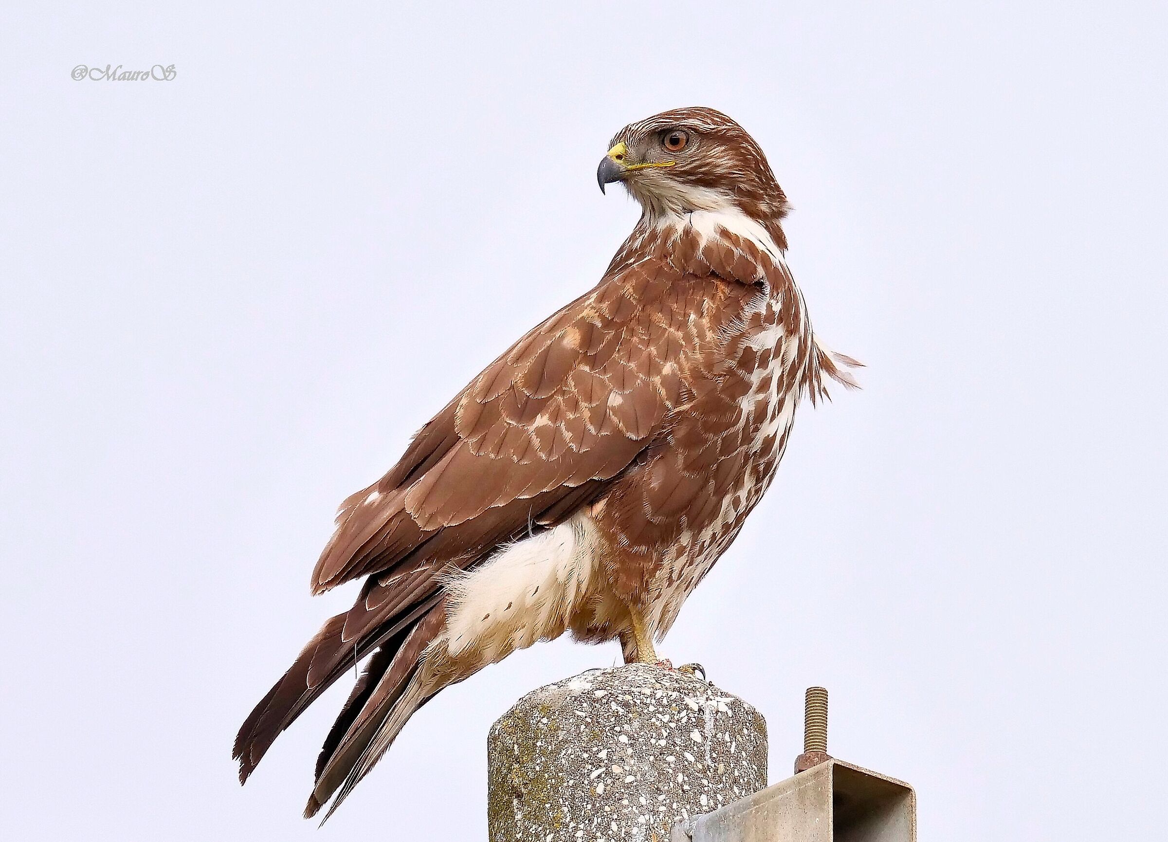 Buzzard