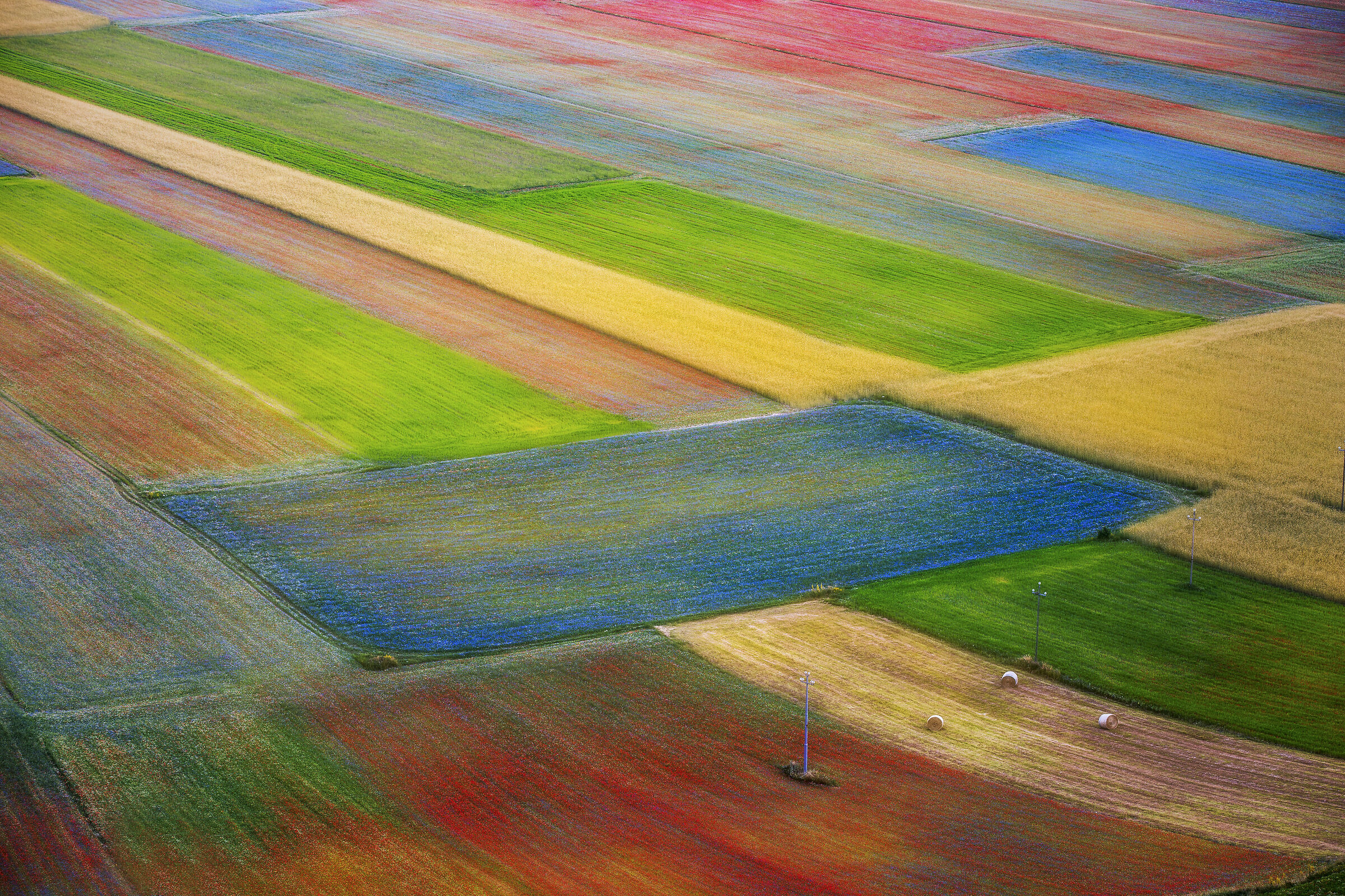 Fioritura Castelluccio di Norcia 2018