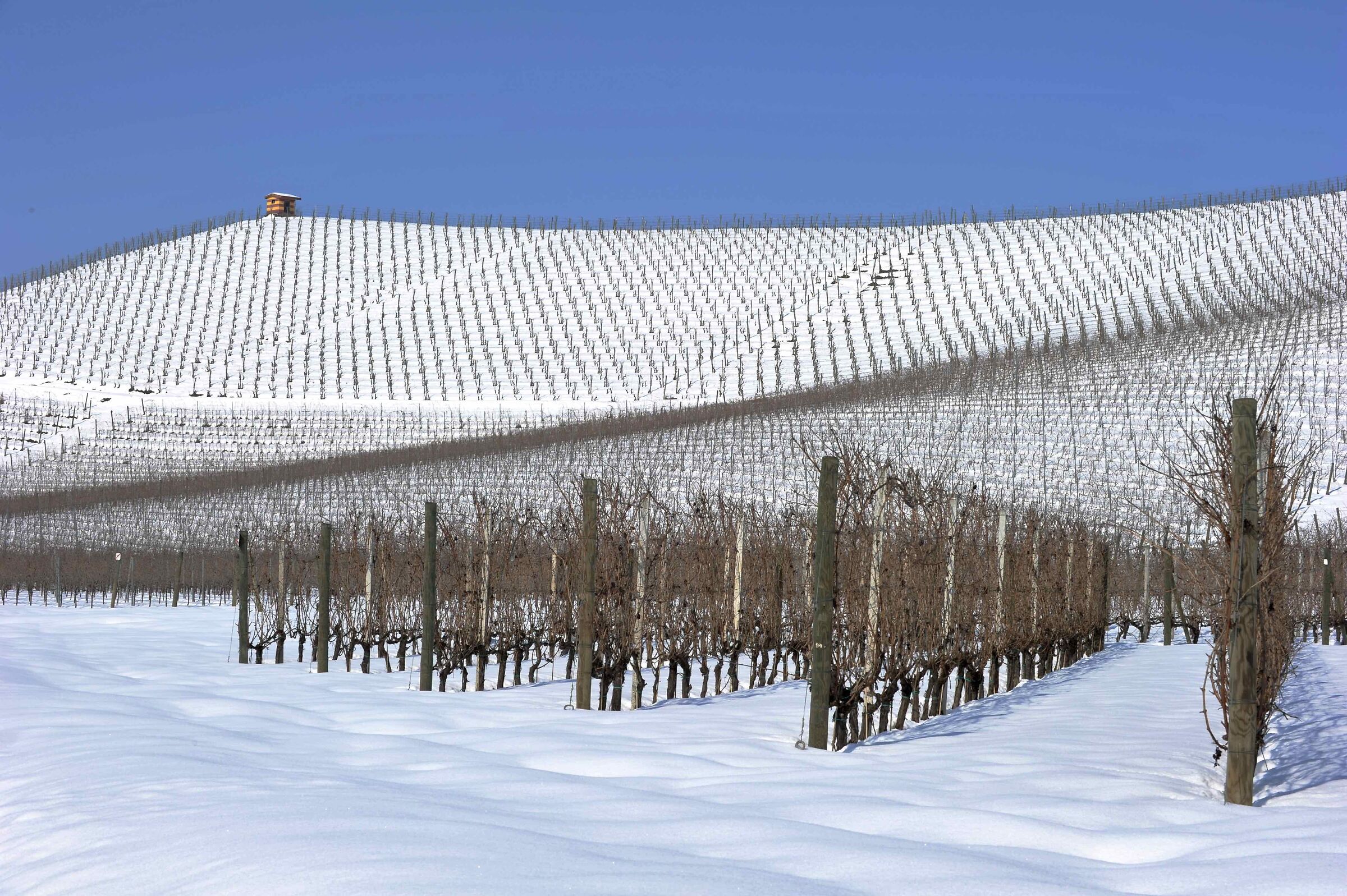 vigneti di Fontanafredda, Cuneo