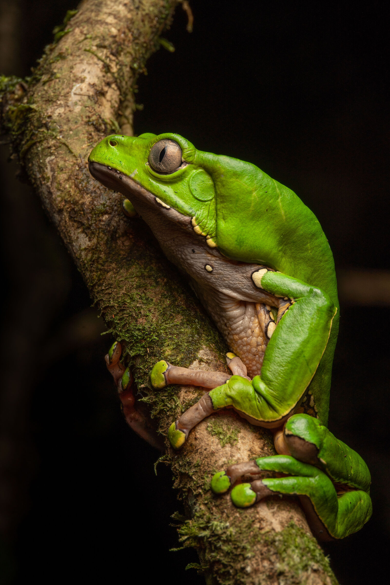 Phyllomedusa bicolor
