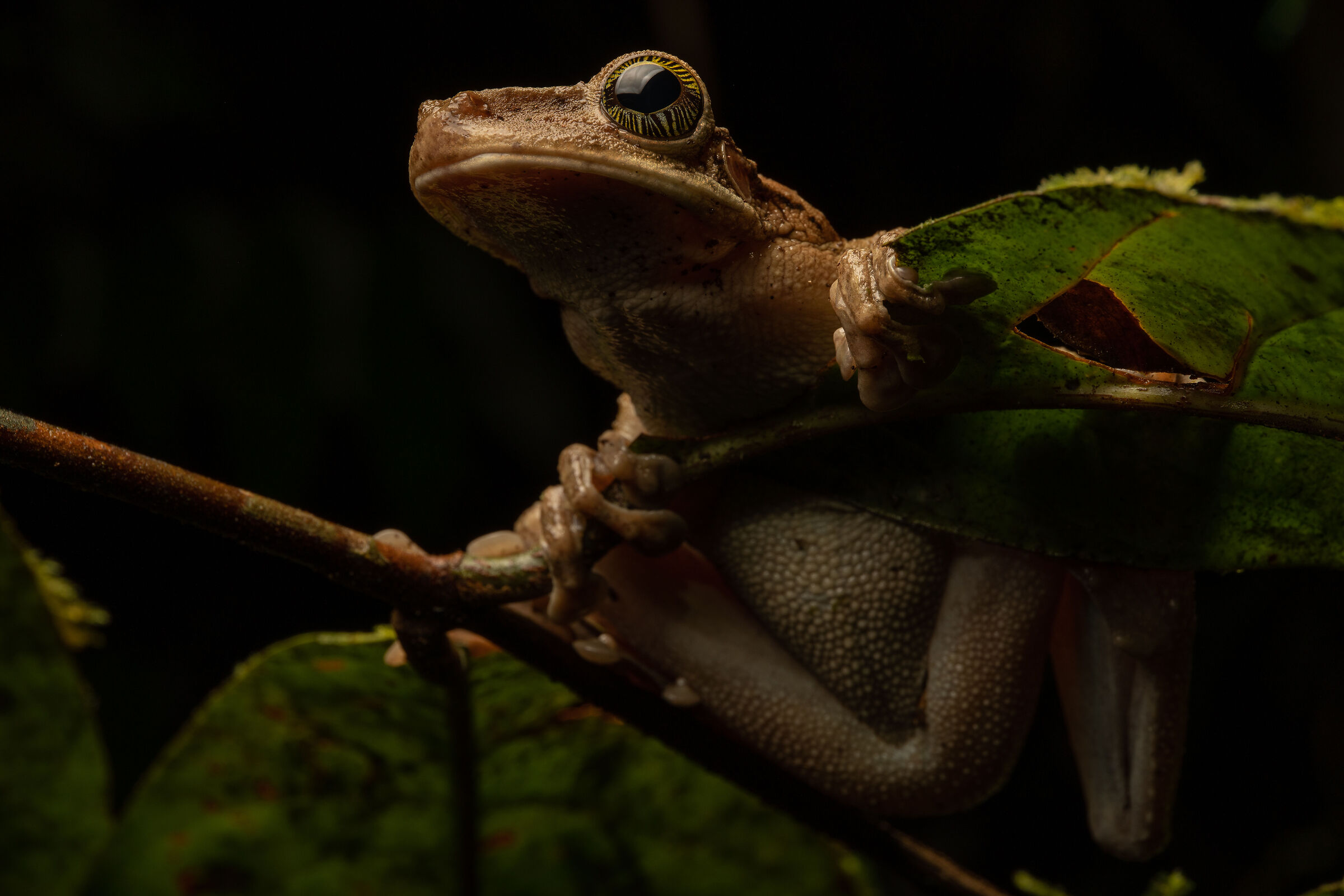 Osteocephalus sp. z o.o.