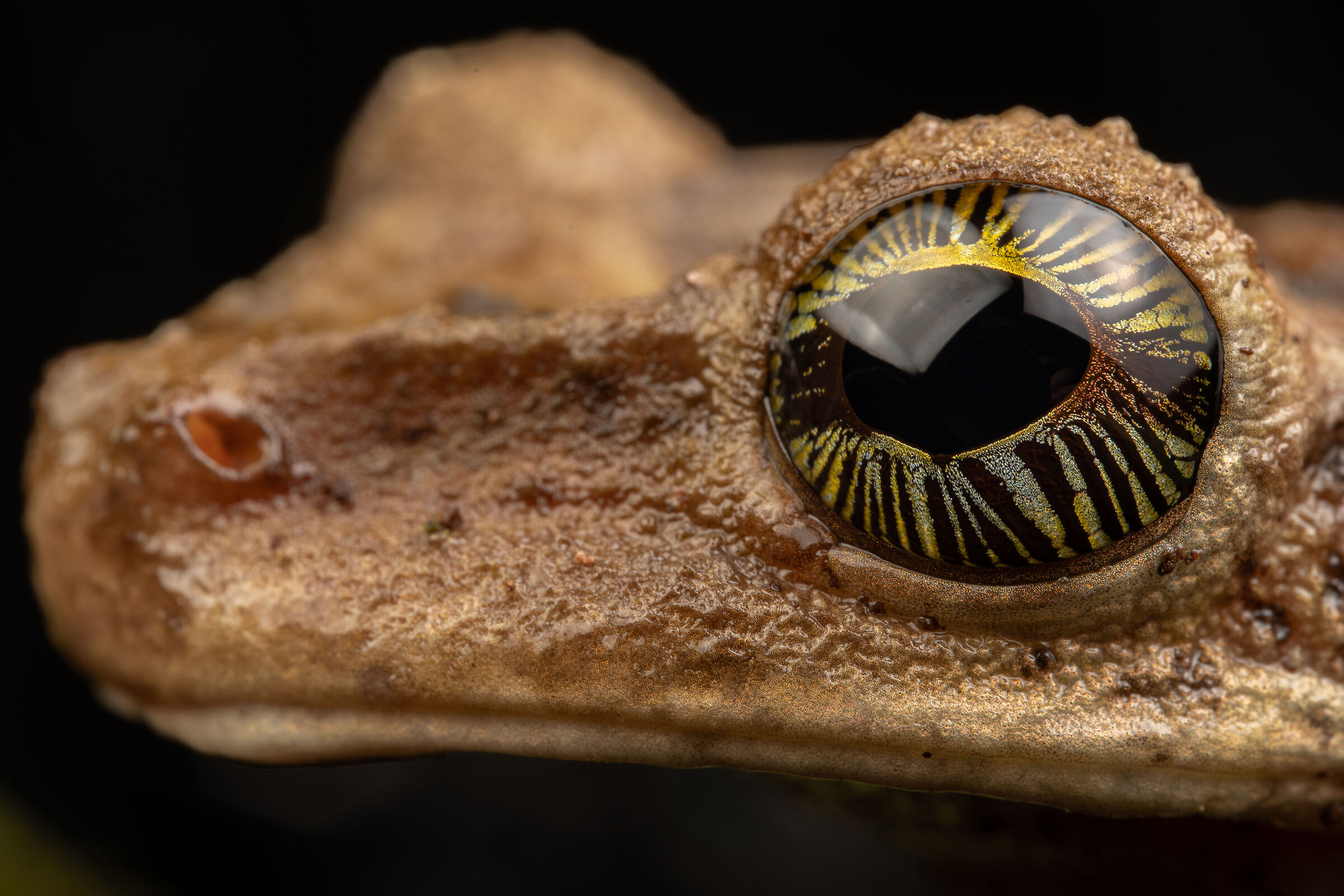 Osteocephalus Detail