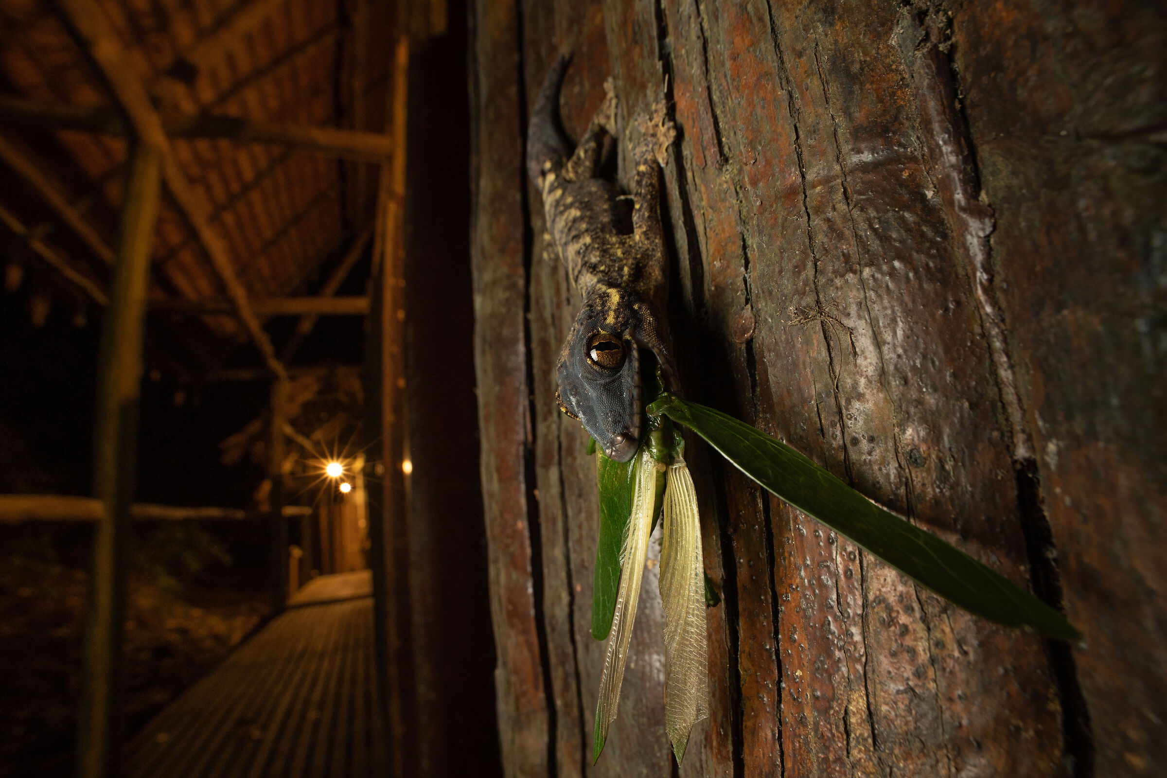 Turnip tail gecko with prey