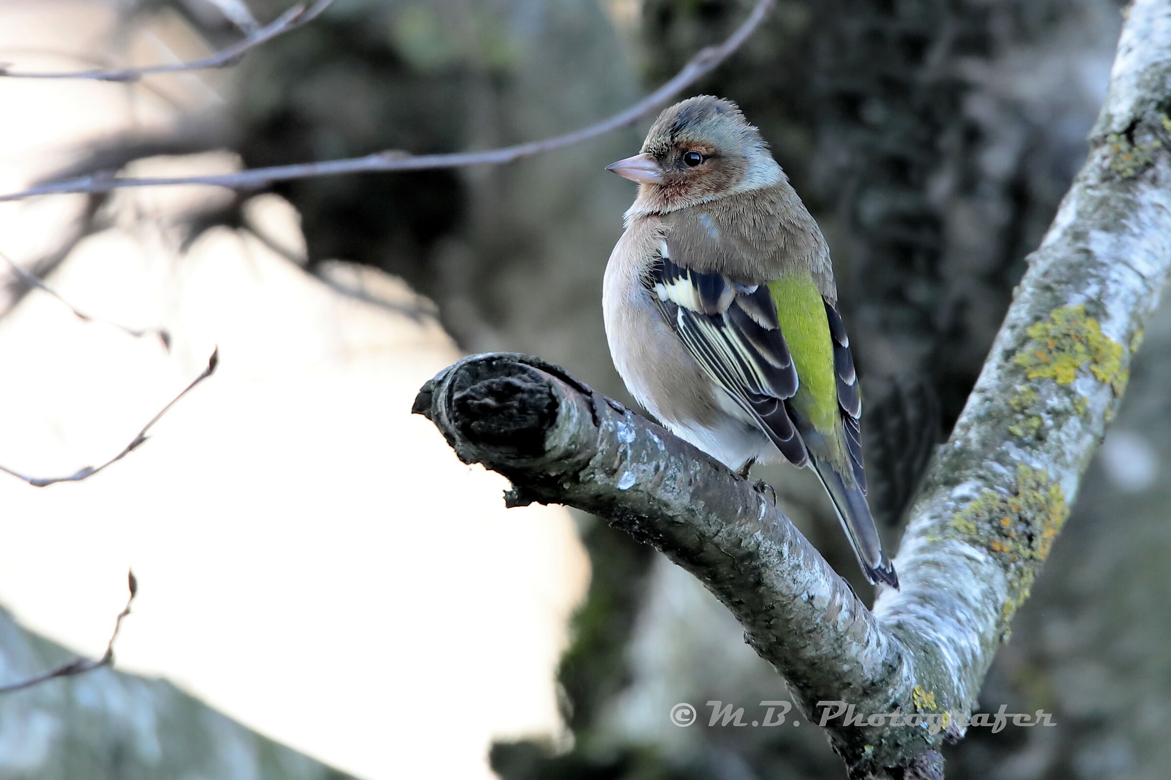 Chaffinch Male