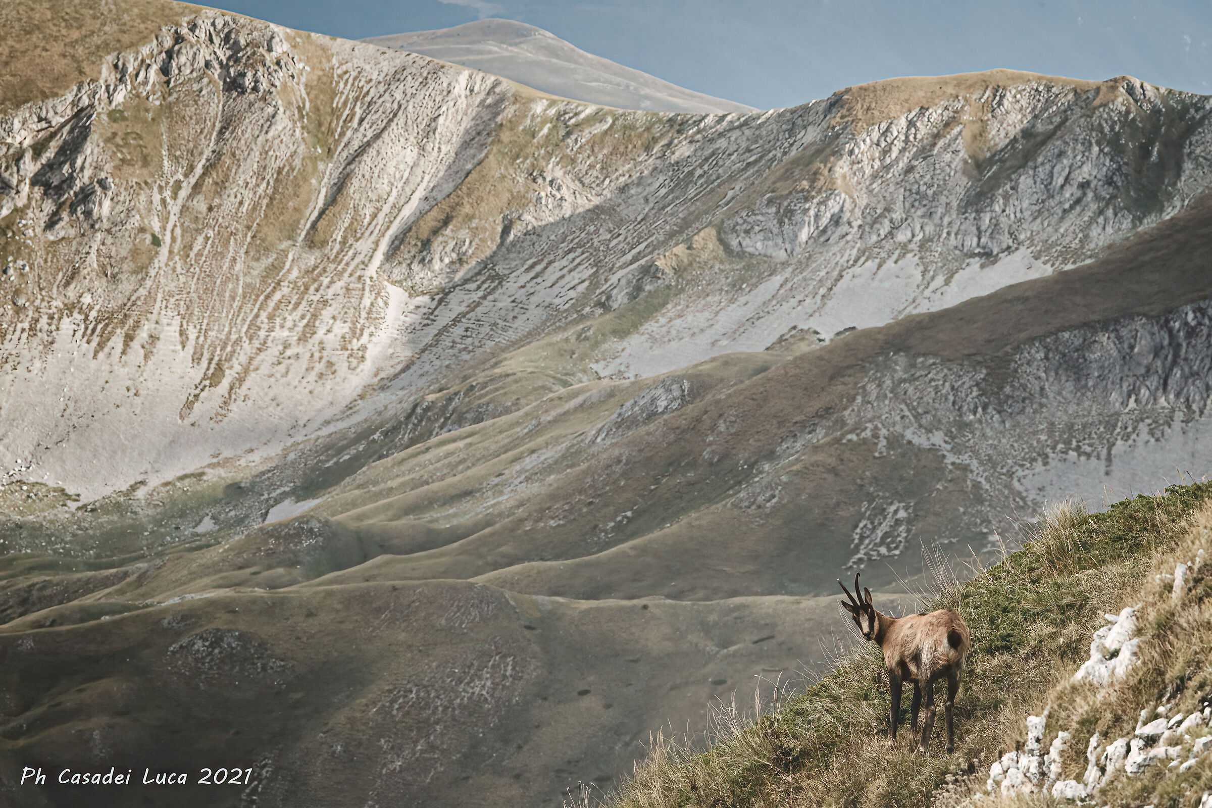 Animals and landscapes