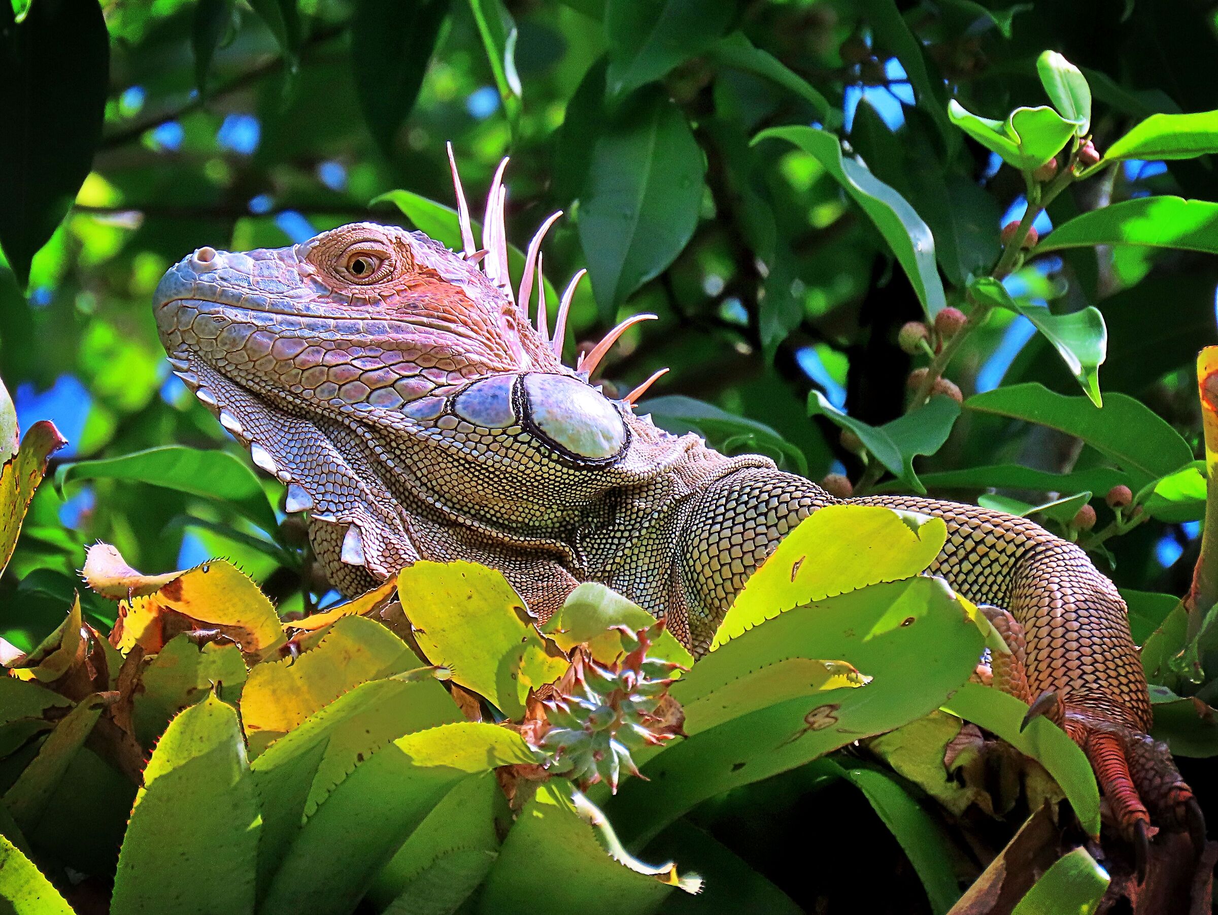 Iguana