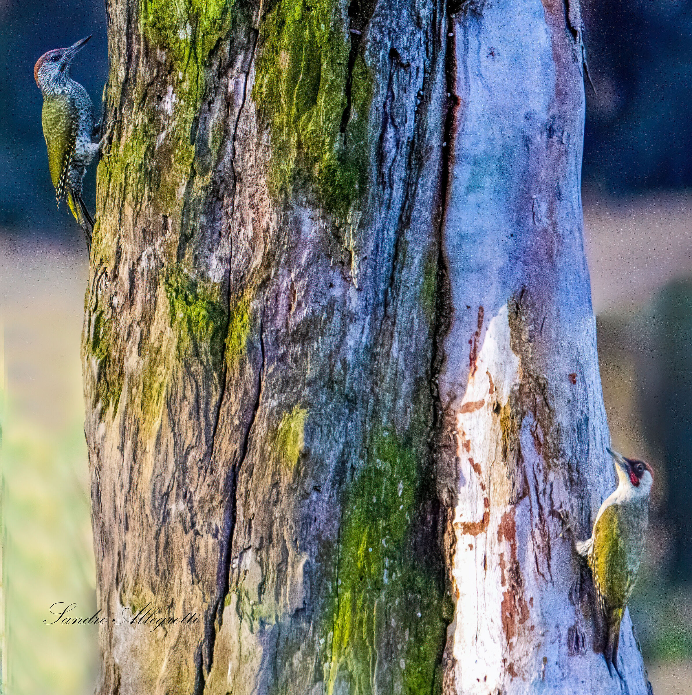 The green woodpecker (Picus viridis)