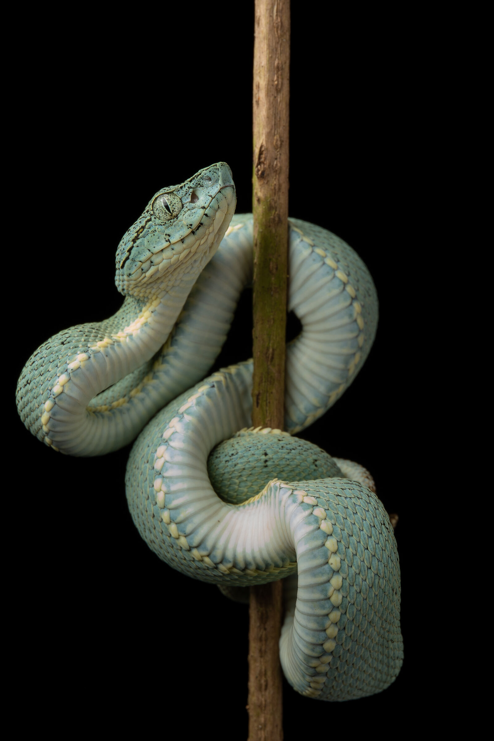 Bothrops bilineauss full body