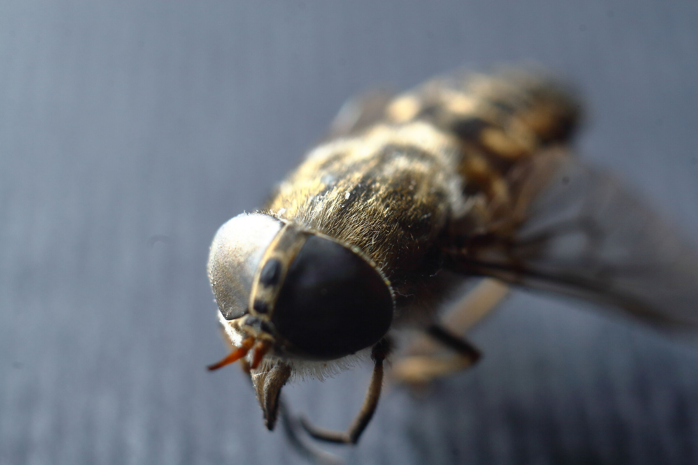 HORSEFLY