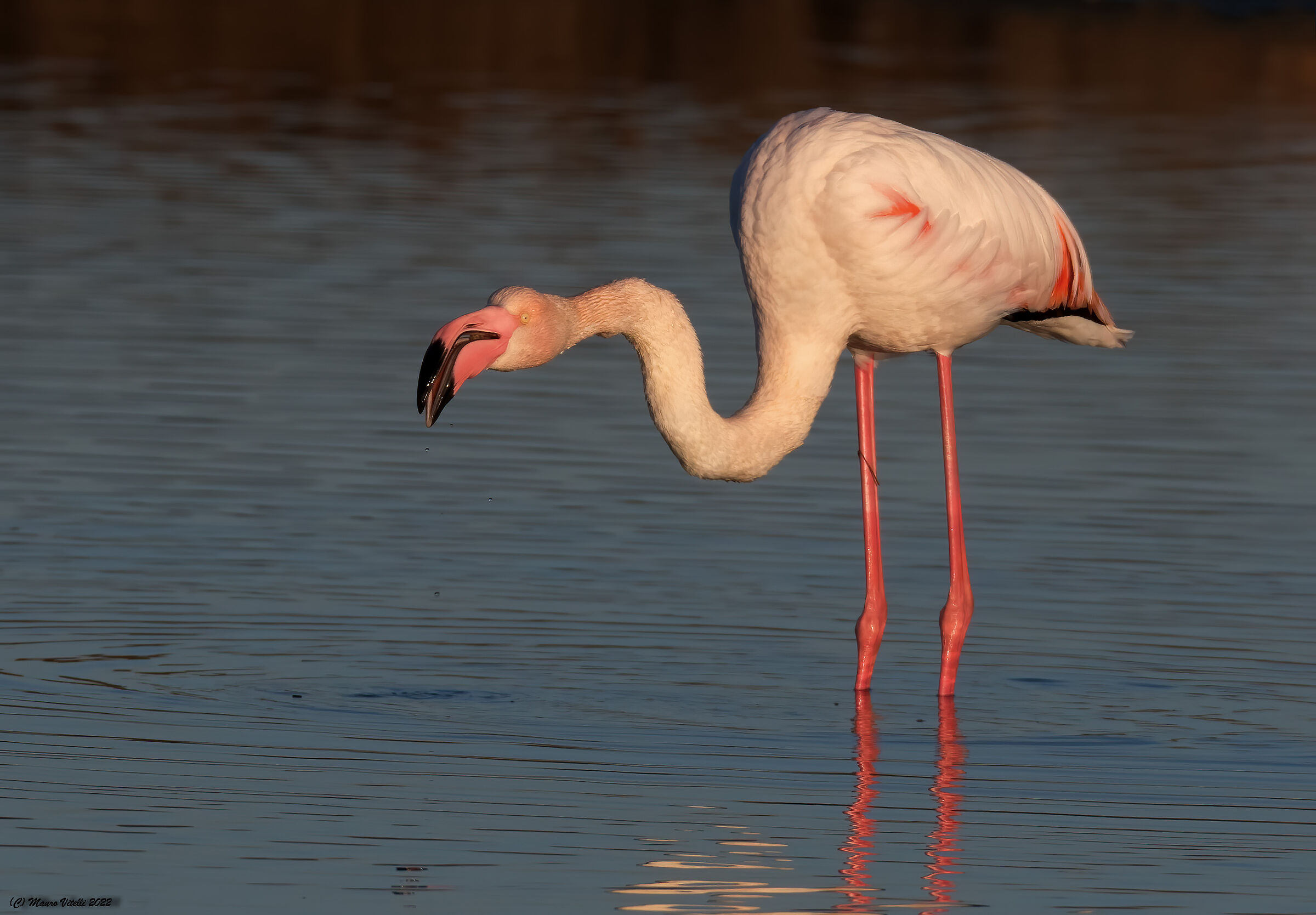 First lights... Flamingo (Phoenicopterus roseus)