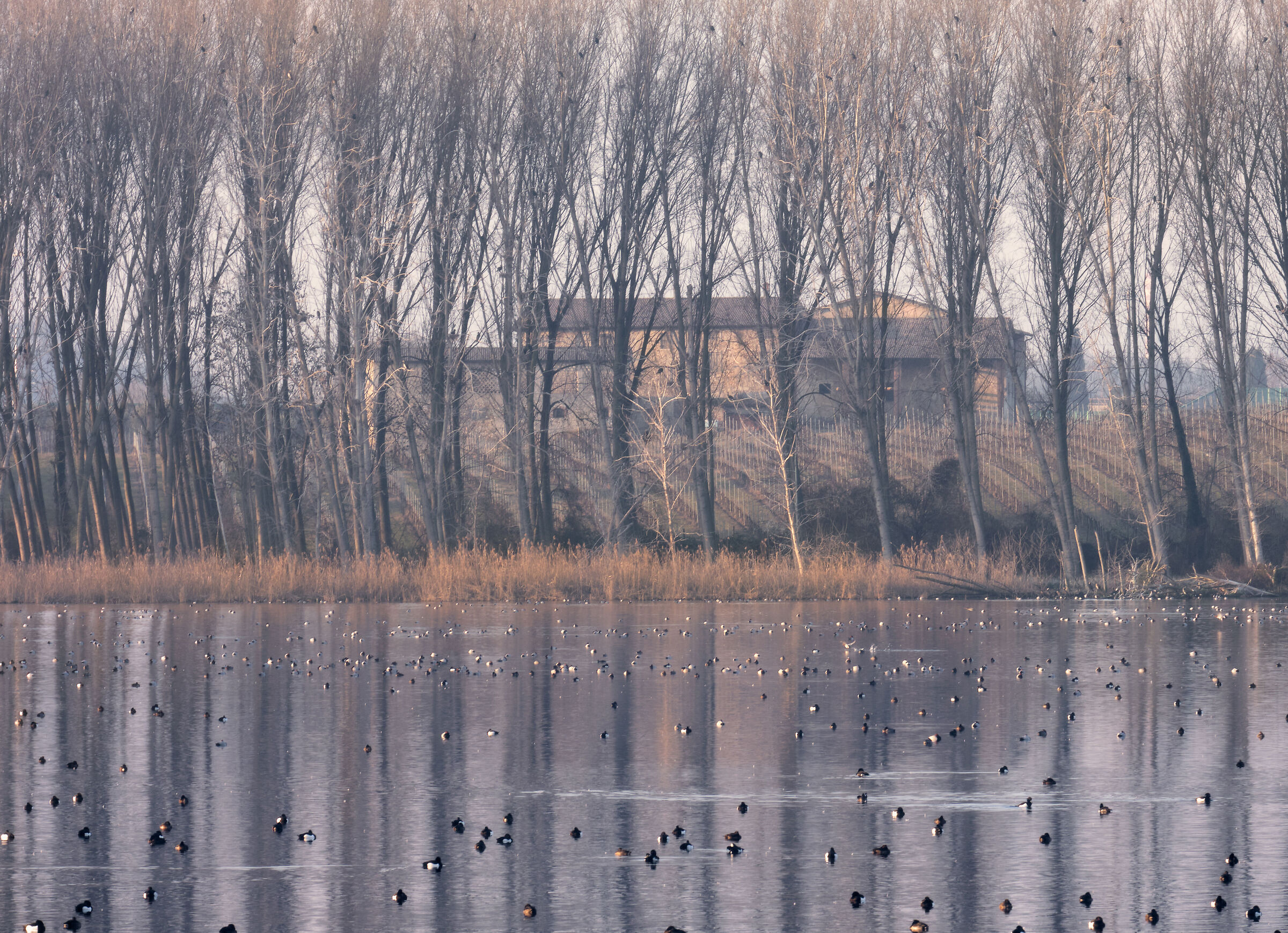 Laghetto del Frassino