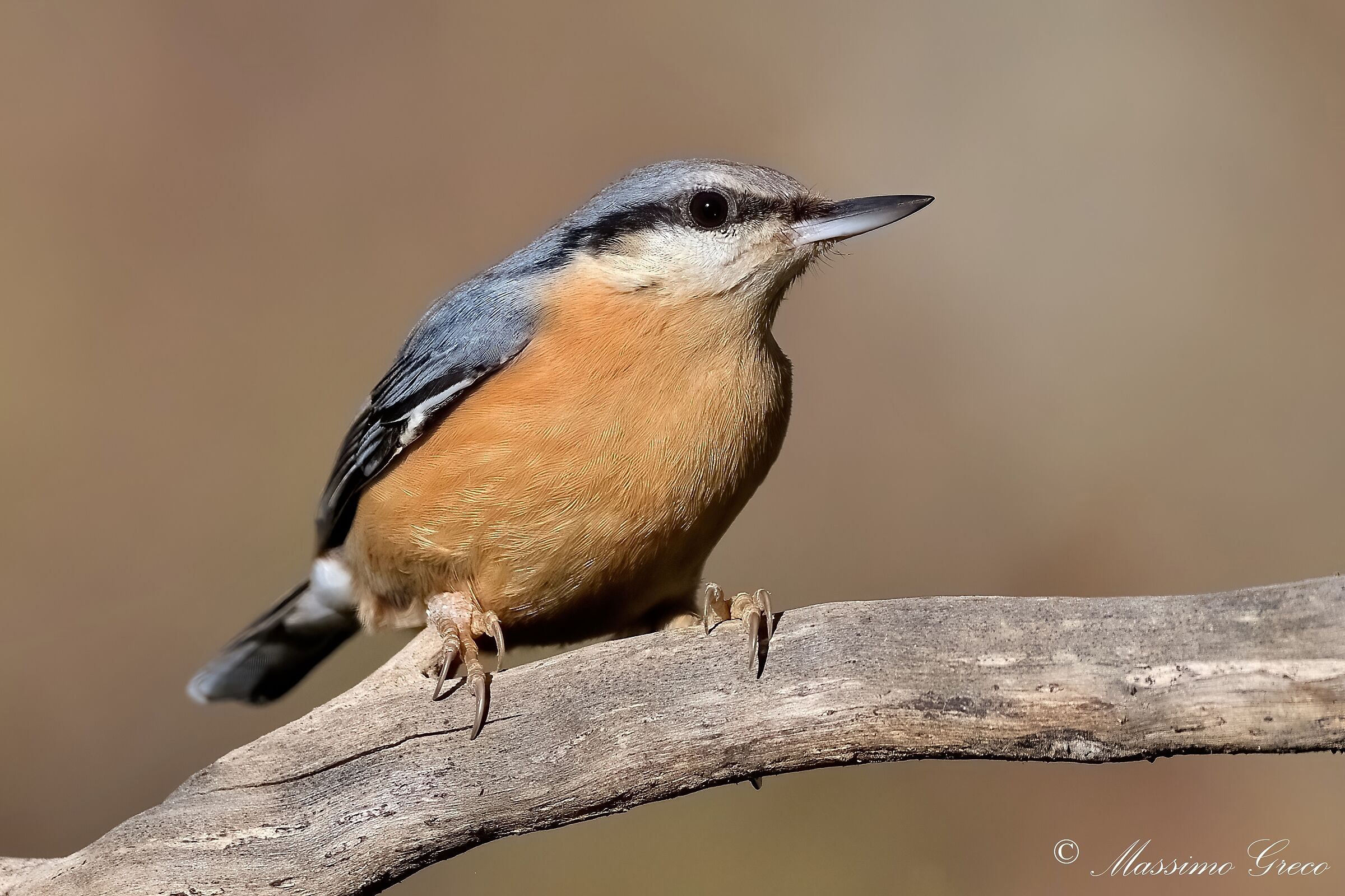 Wood nuthatch