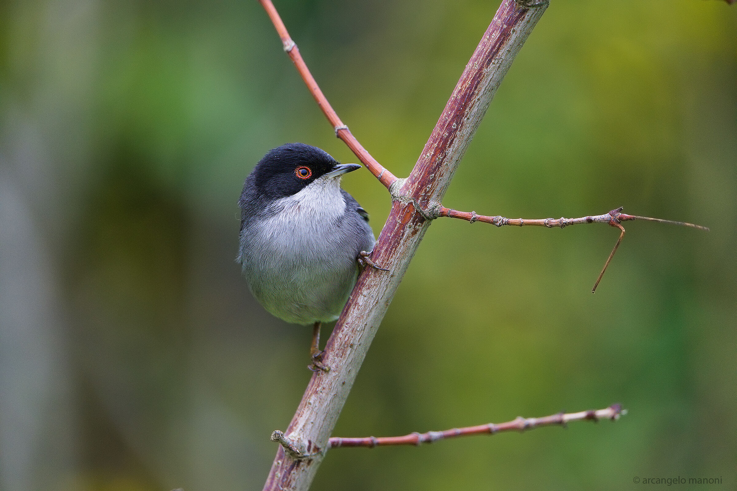 The eye of the occhiocotto