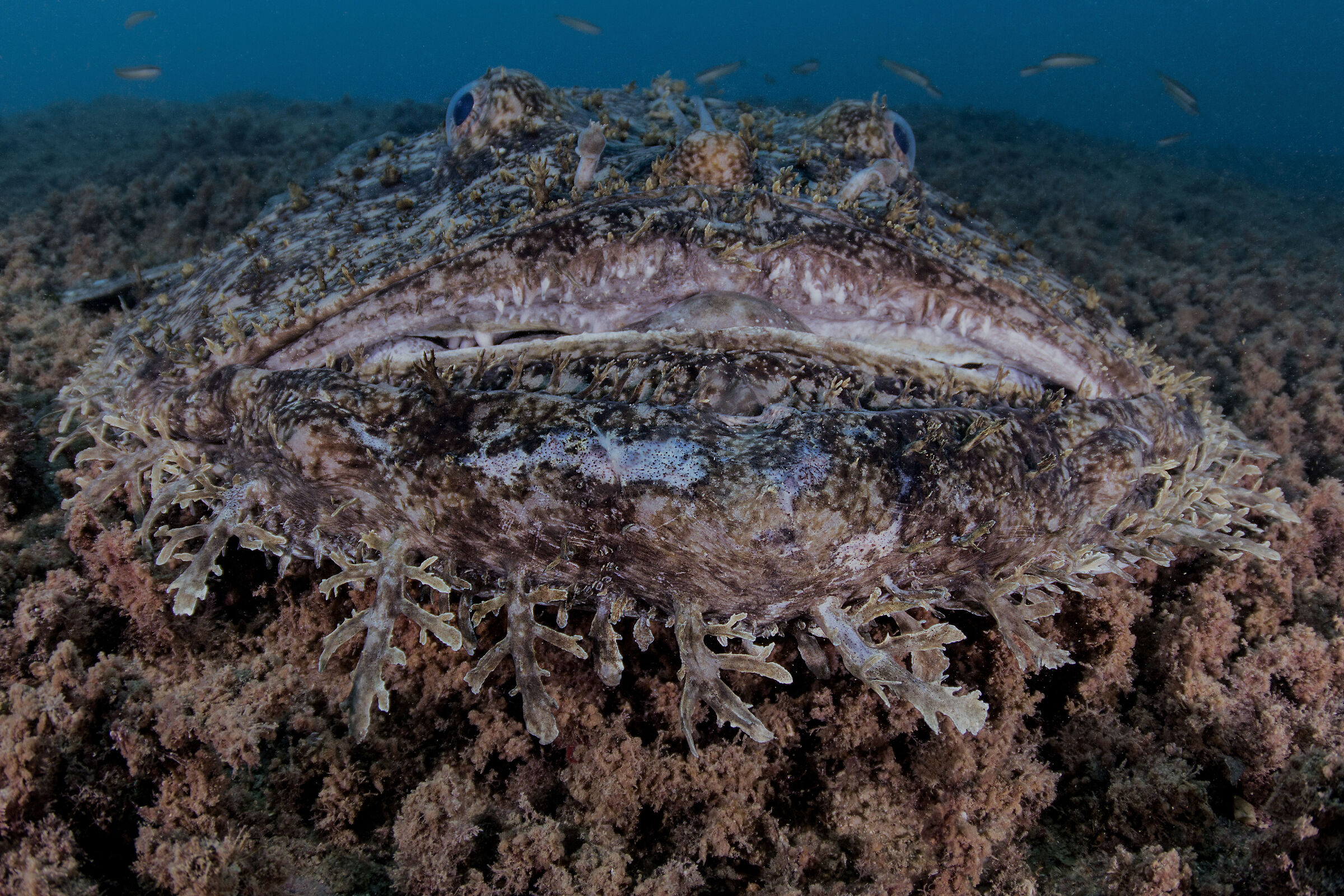 Faccia a faccia con la Rana Pescatrice