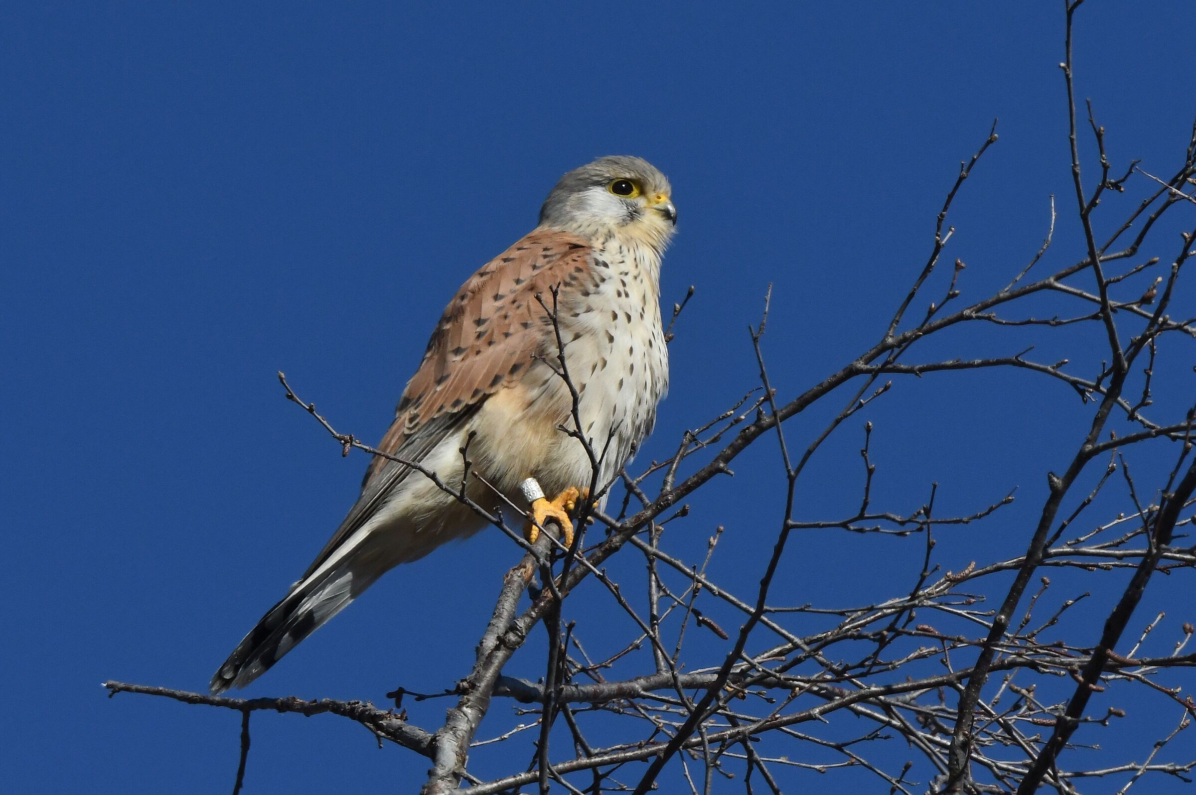 kestrel