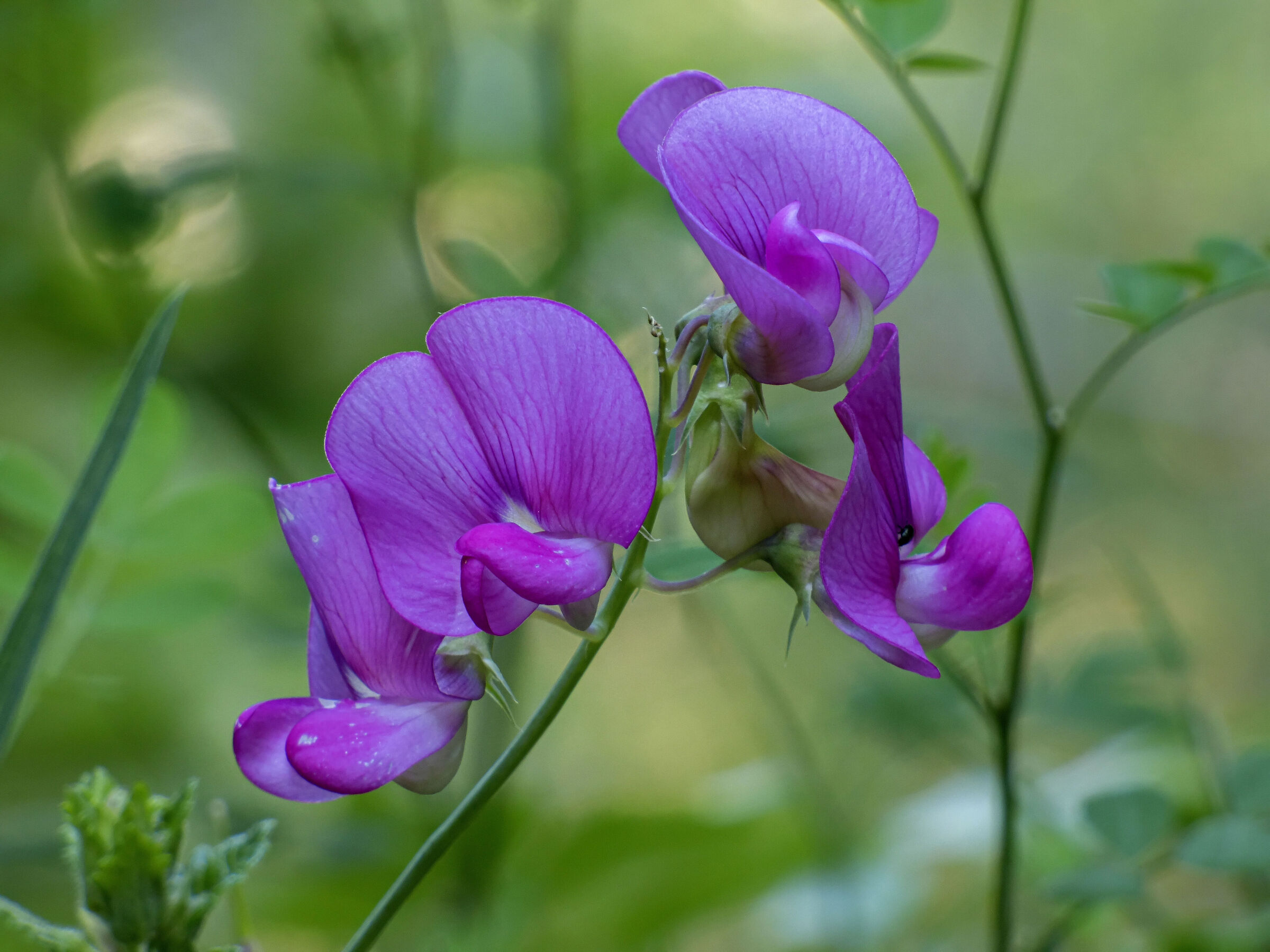 Lathyrus latifolius