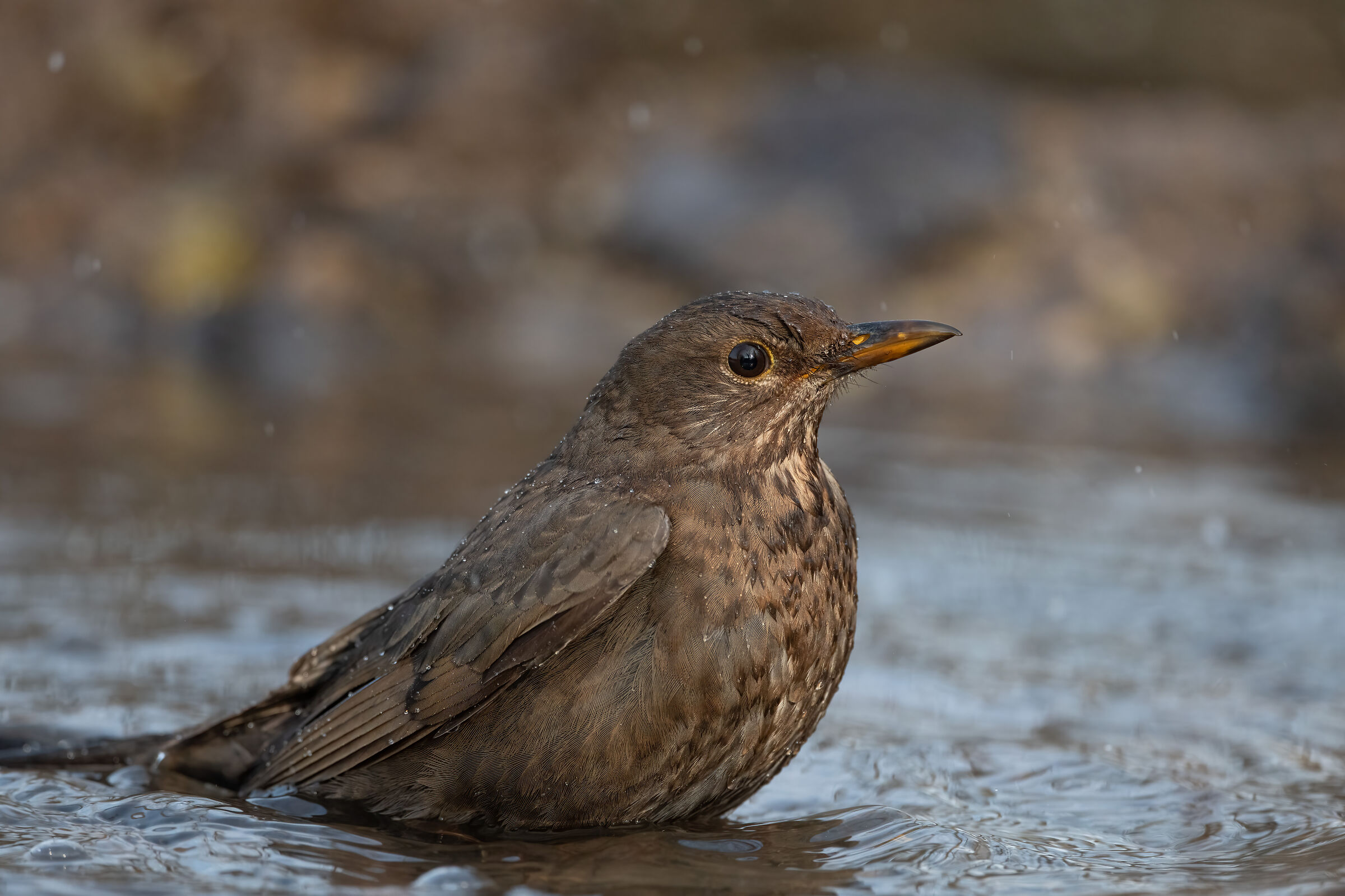 Merlo femmina al bagno