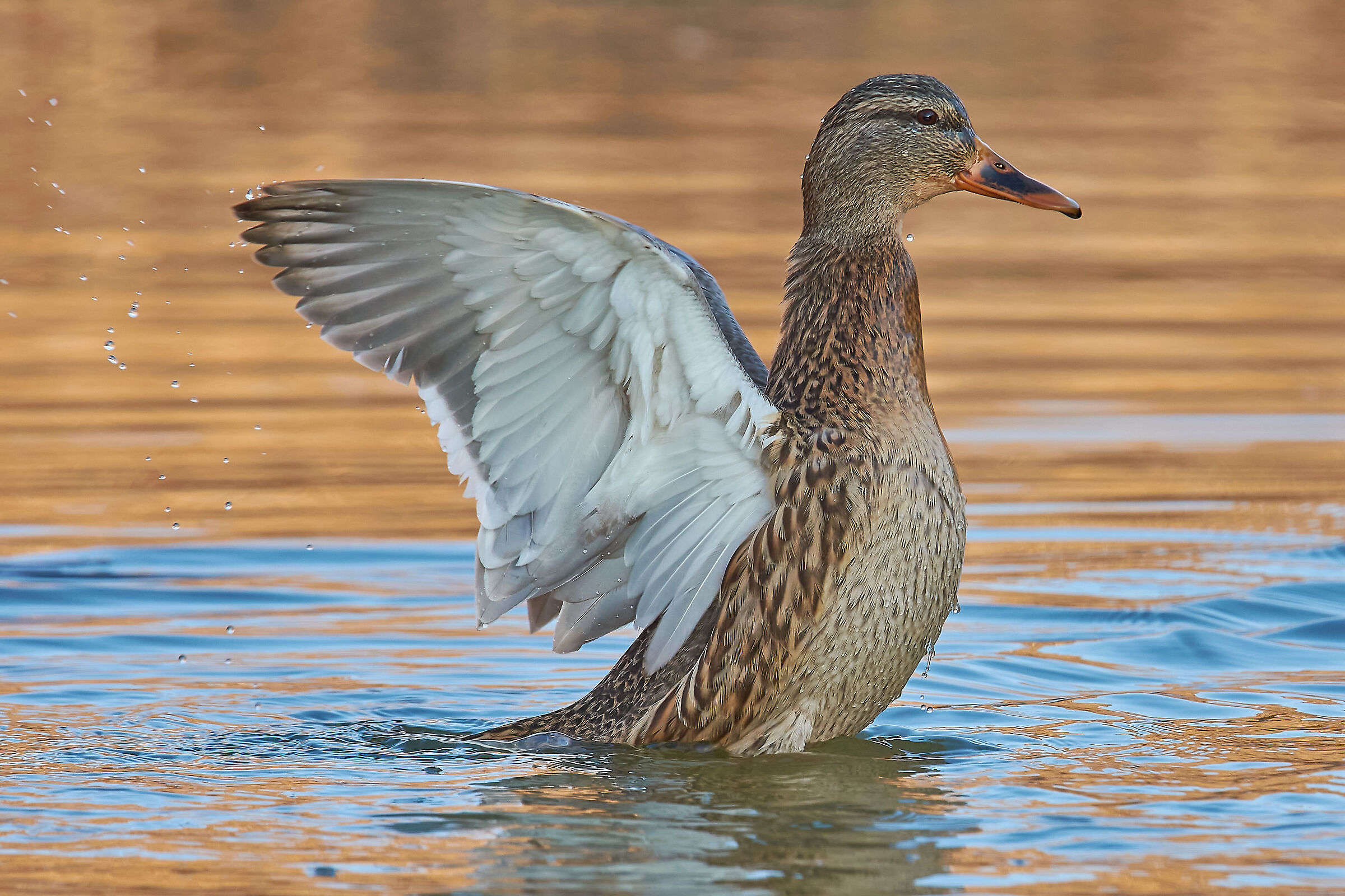 Morning Dressing Table