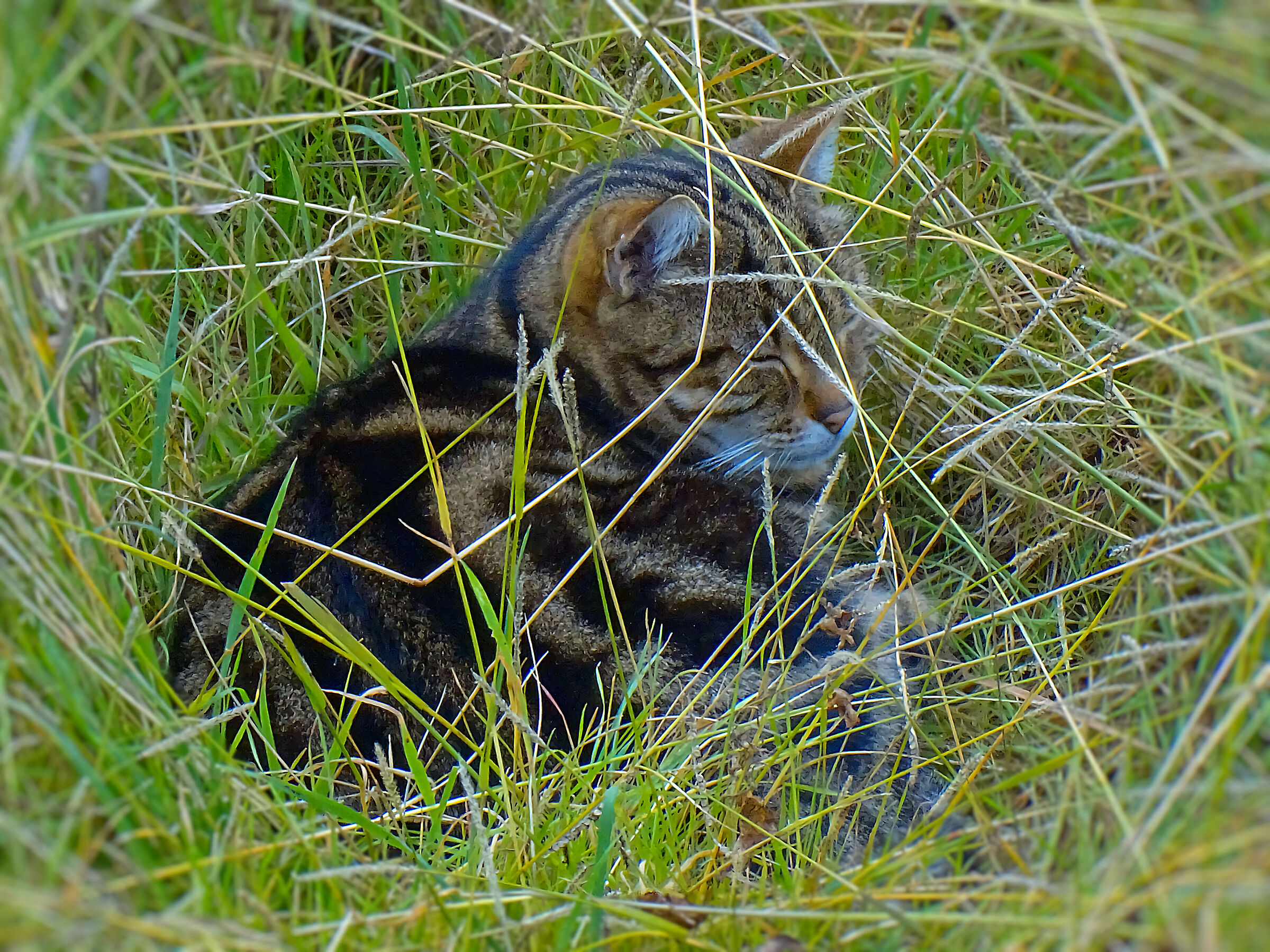 Cat in the grass