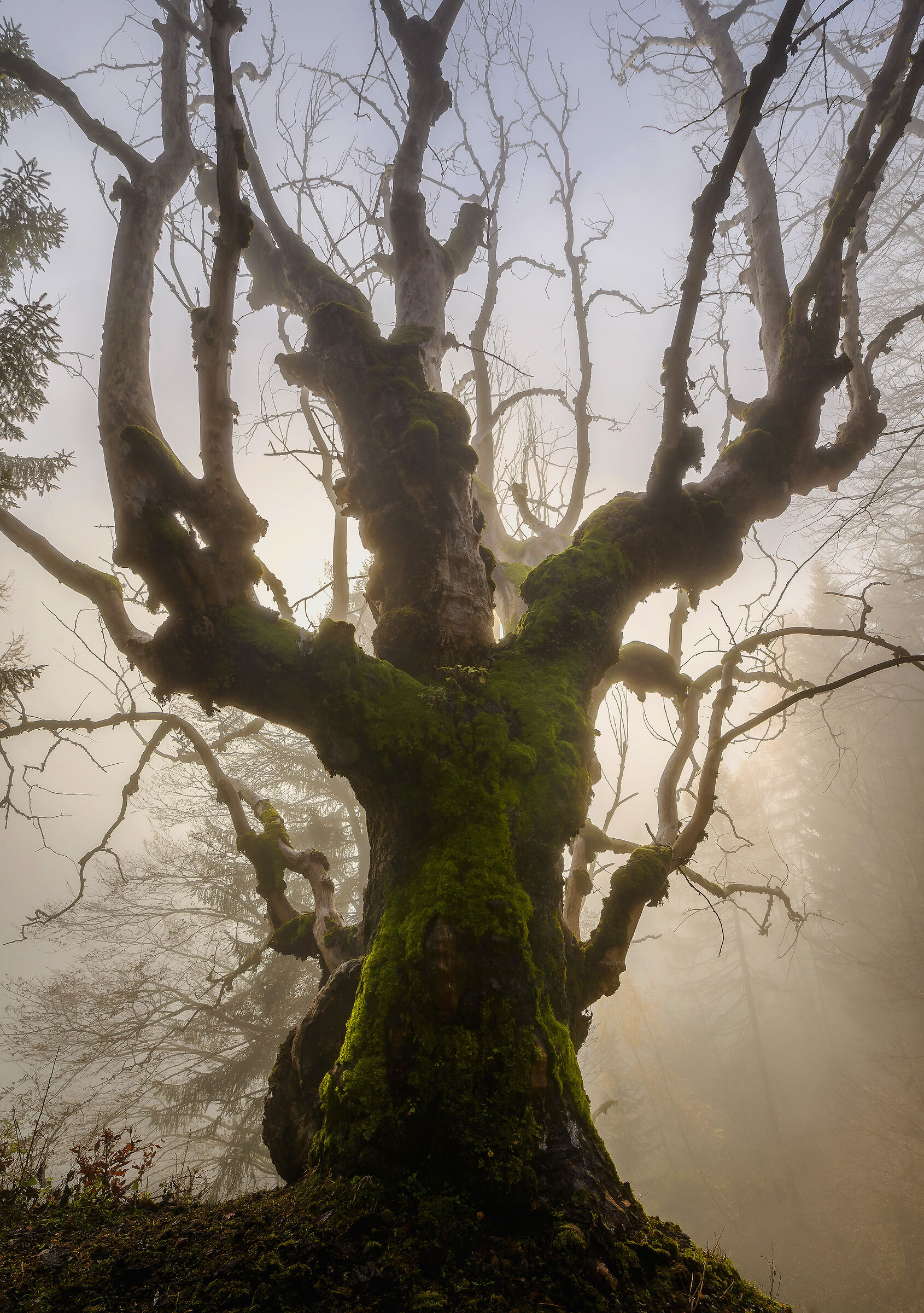 Nel bosco incantato
