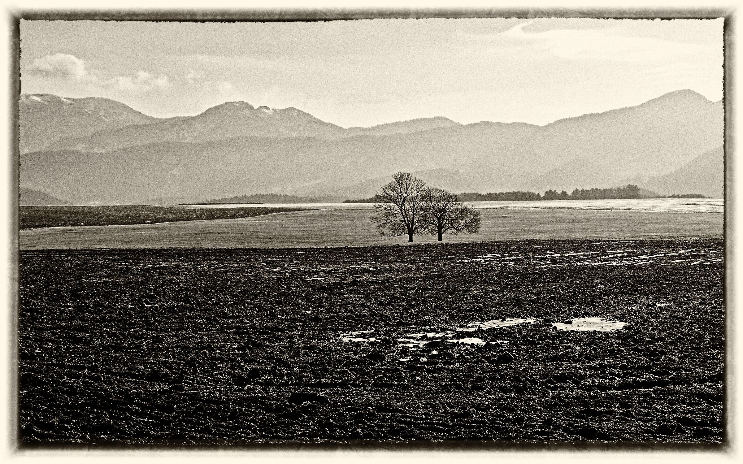 two trees - black and white