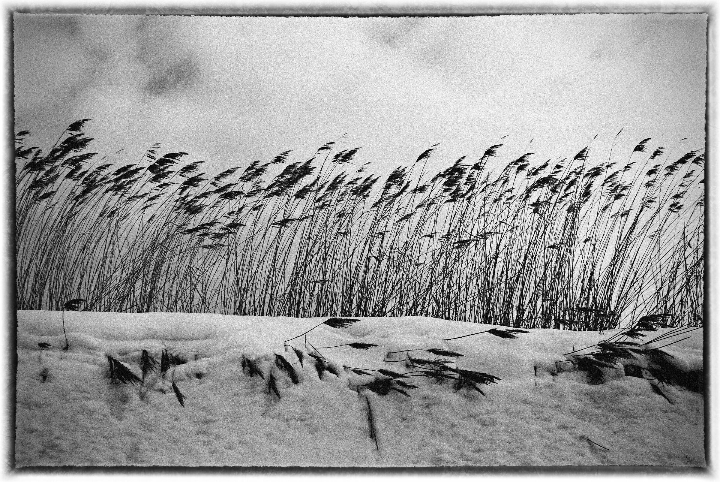in winter - black and white