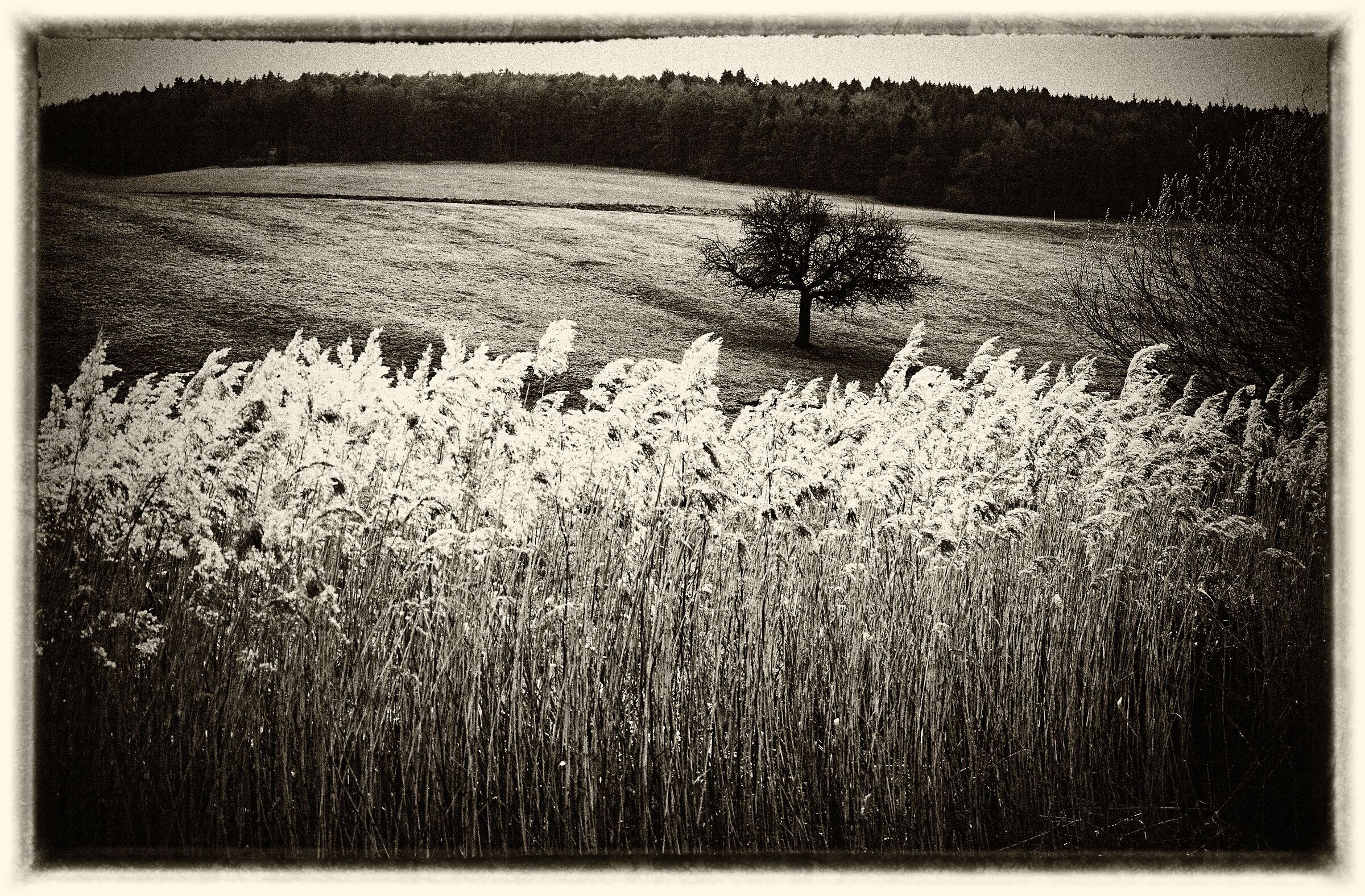 tree - black and white