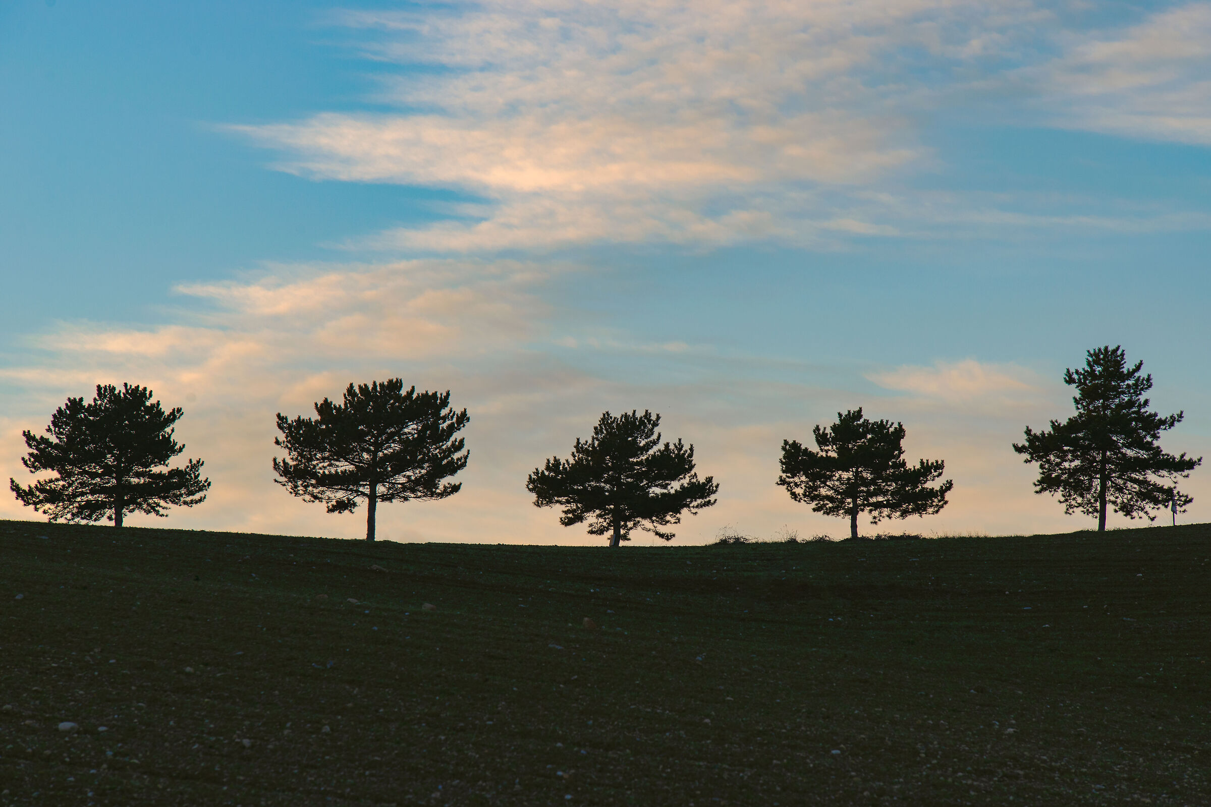 Trees