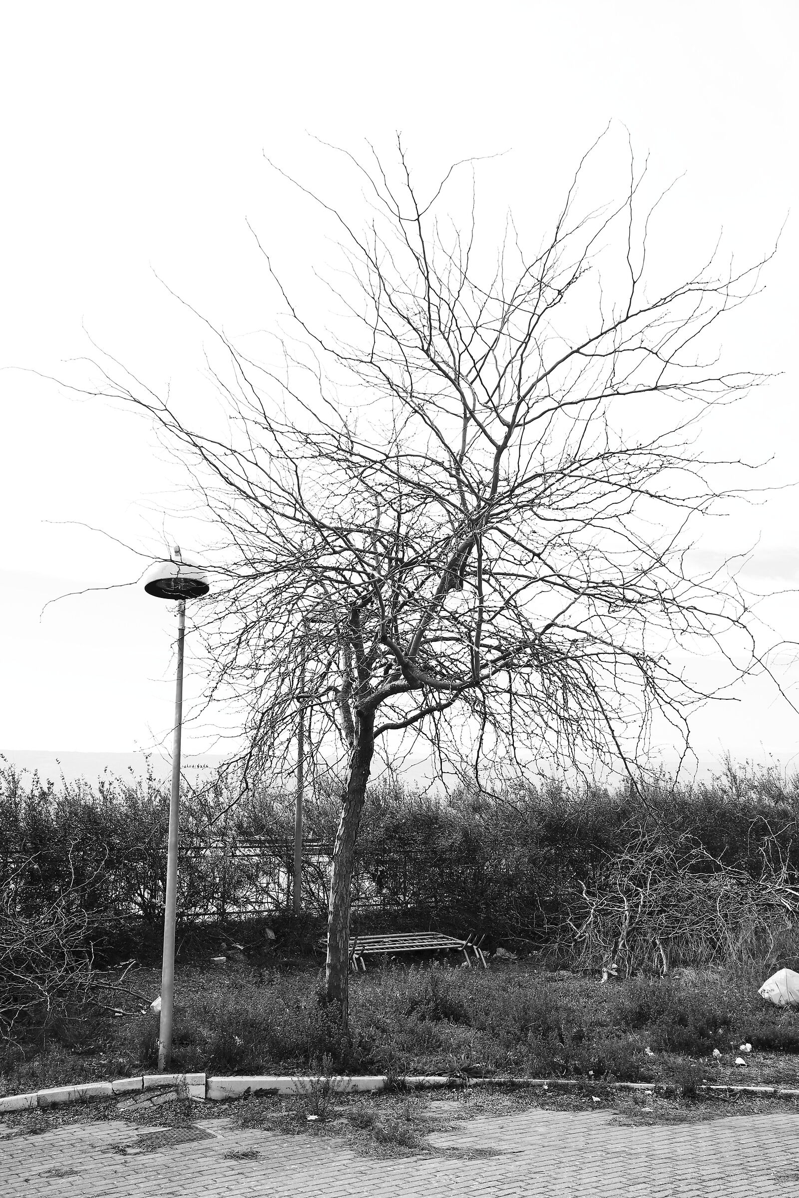 'vierno