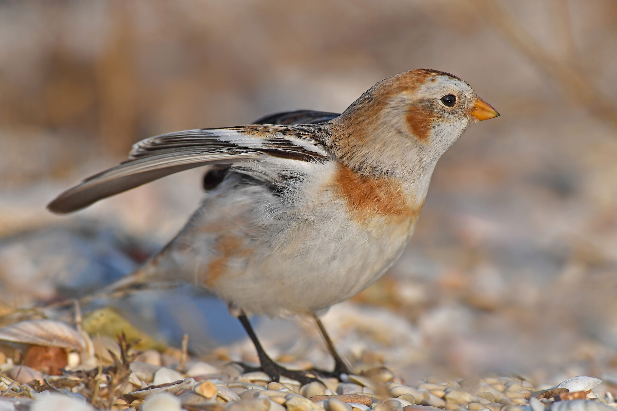 Stories of feathers 8 ( Snow bunting )