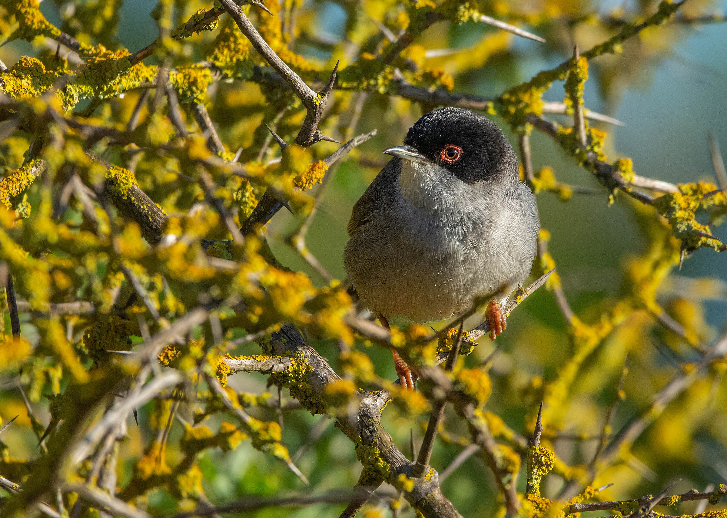 Sardinian warbler