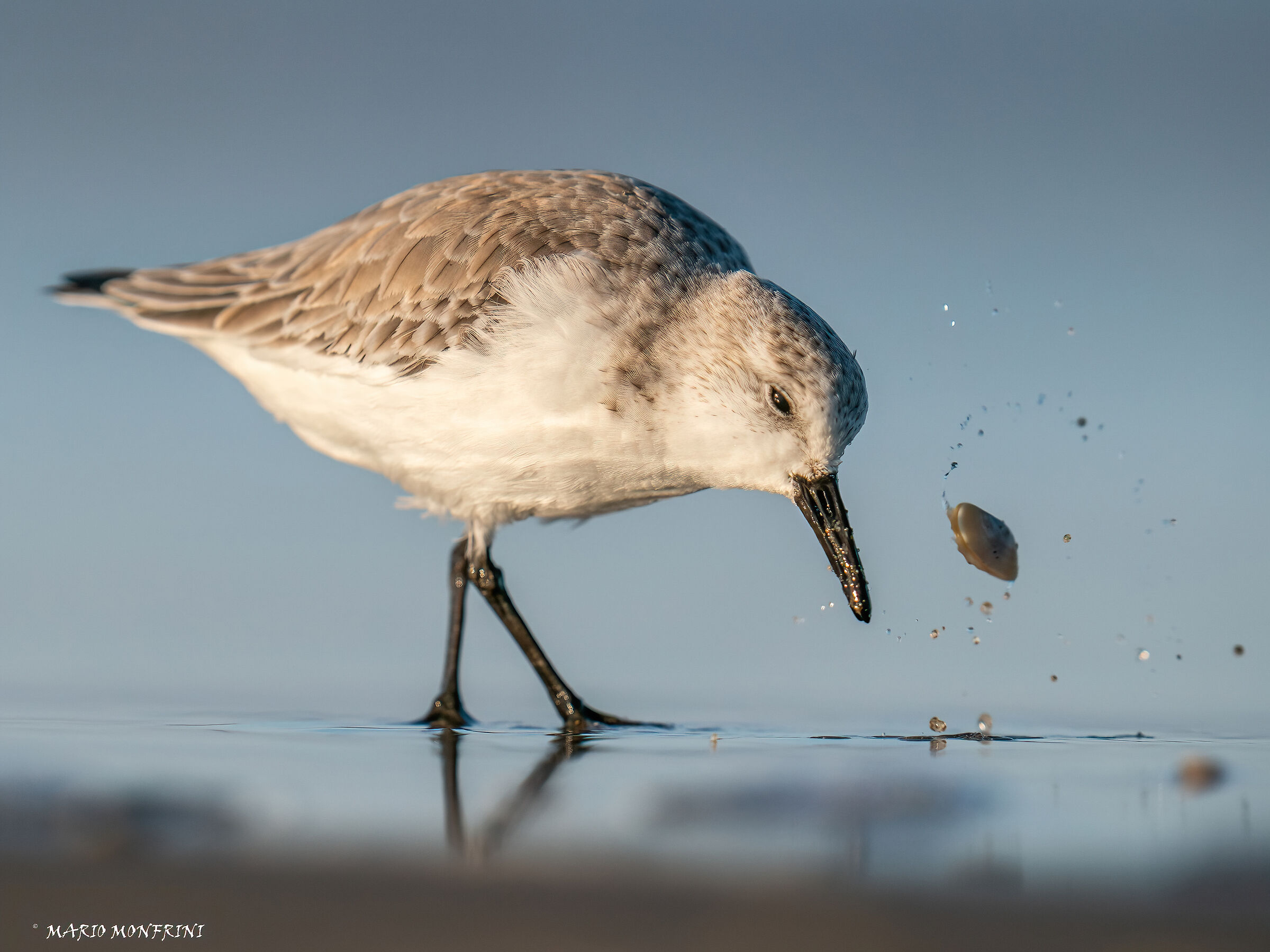 Three-toed sandpiper in feeding